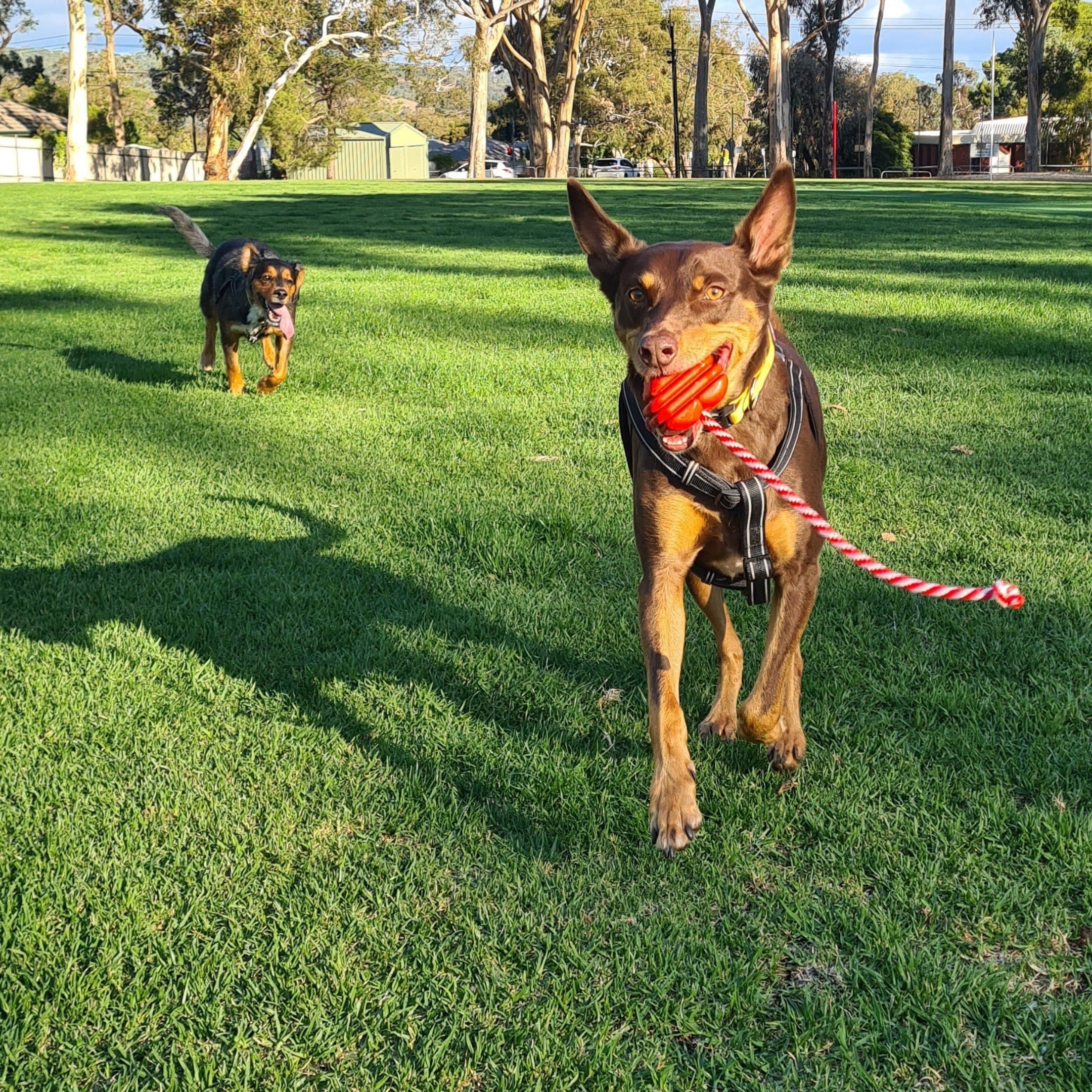 Heart On A String-Dog Toy-Rover Pet Products
