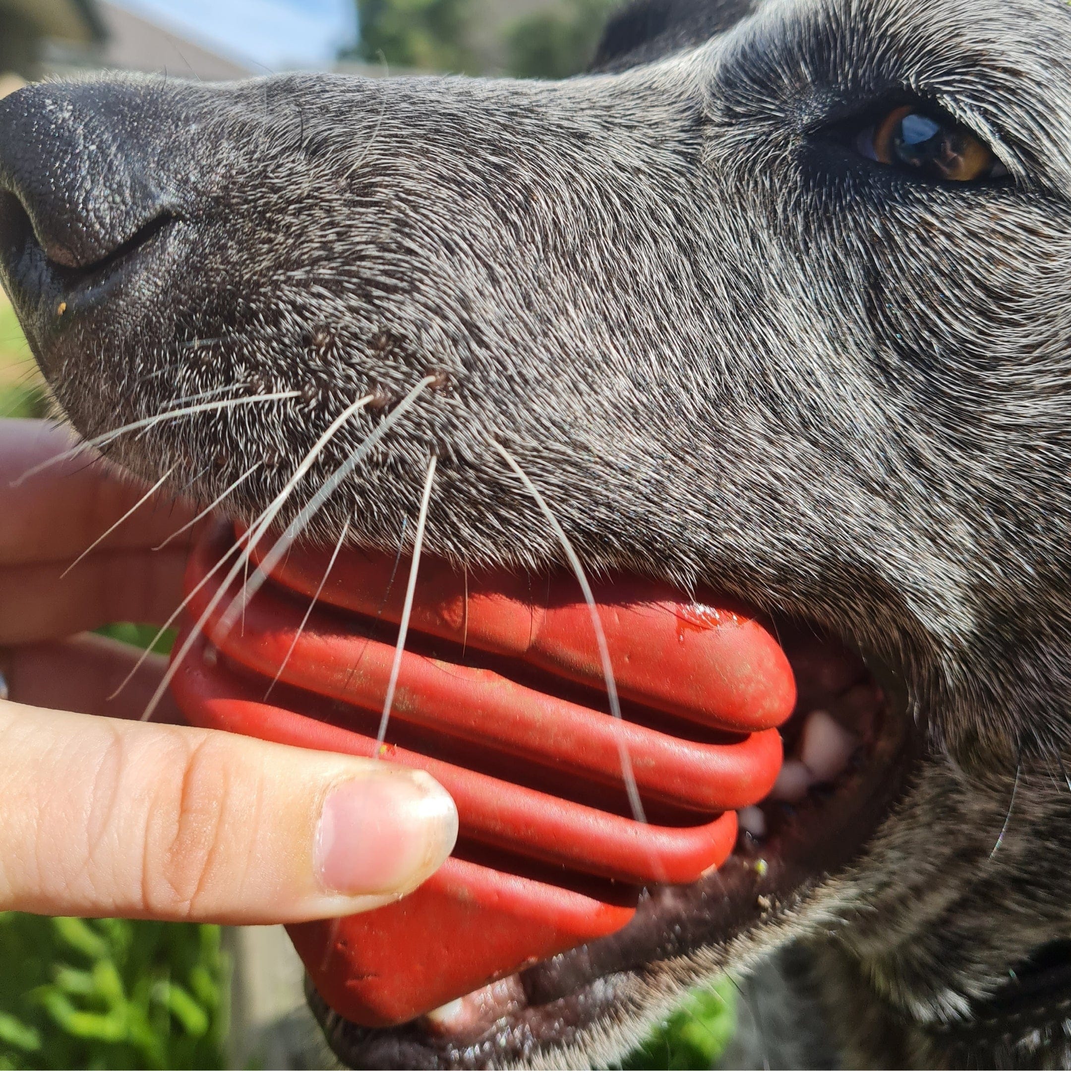 Heart On A String-Dog Toy-Rover Pet Products