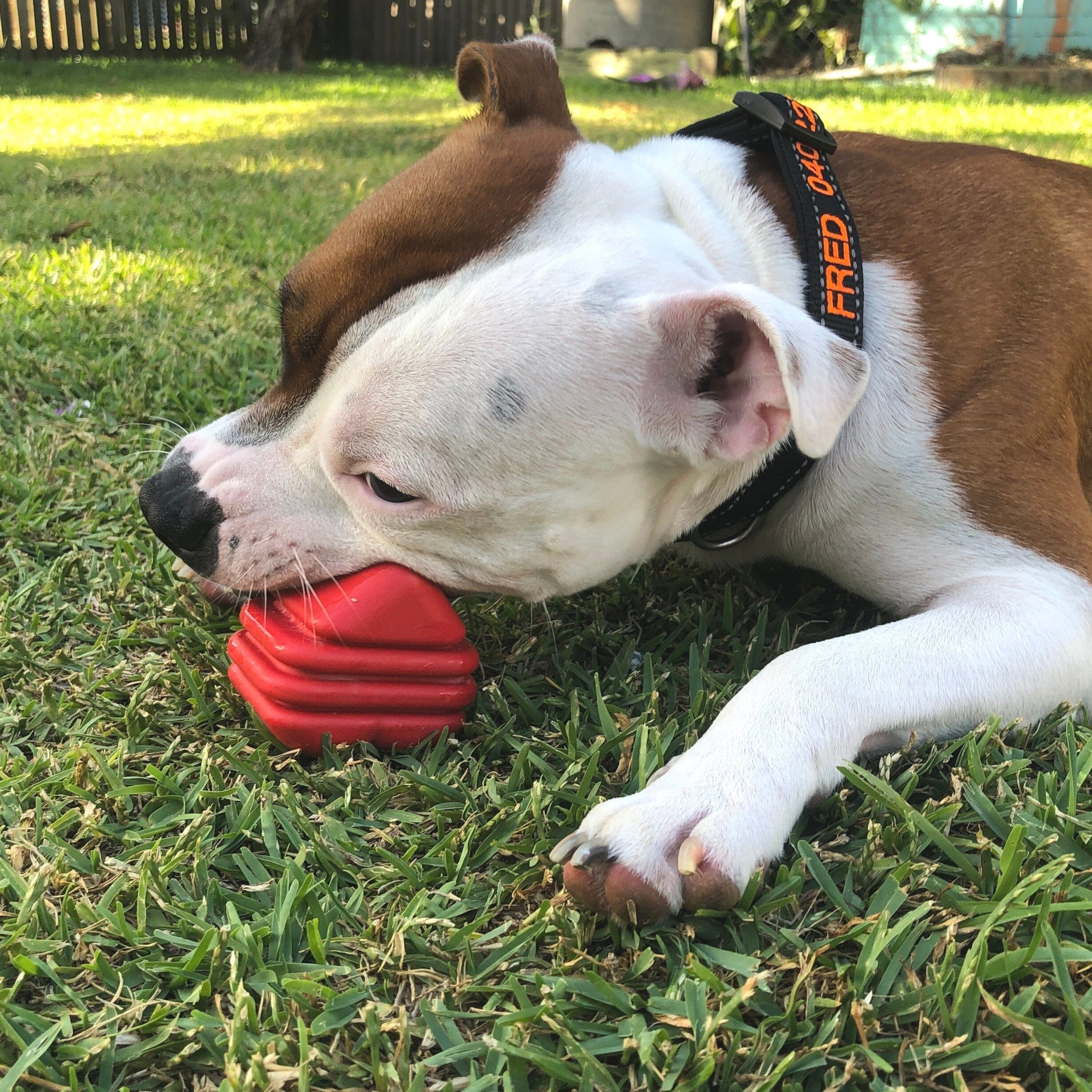 Heart On A String-Dog Toy-Rover Pet Products