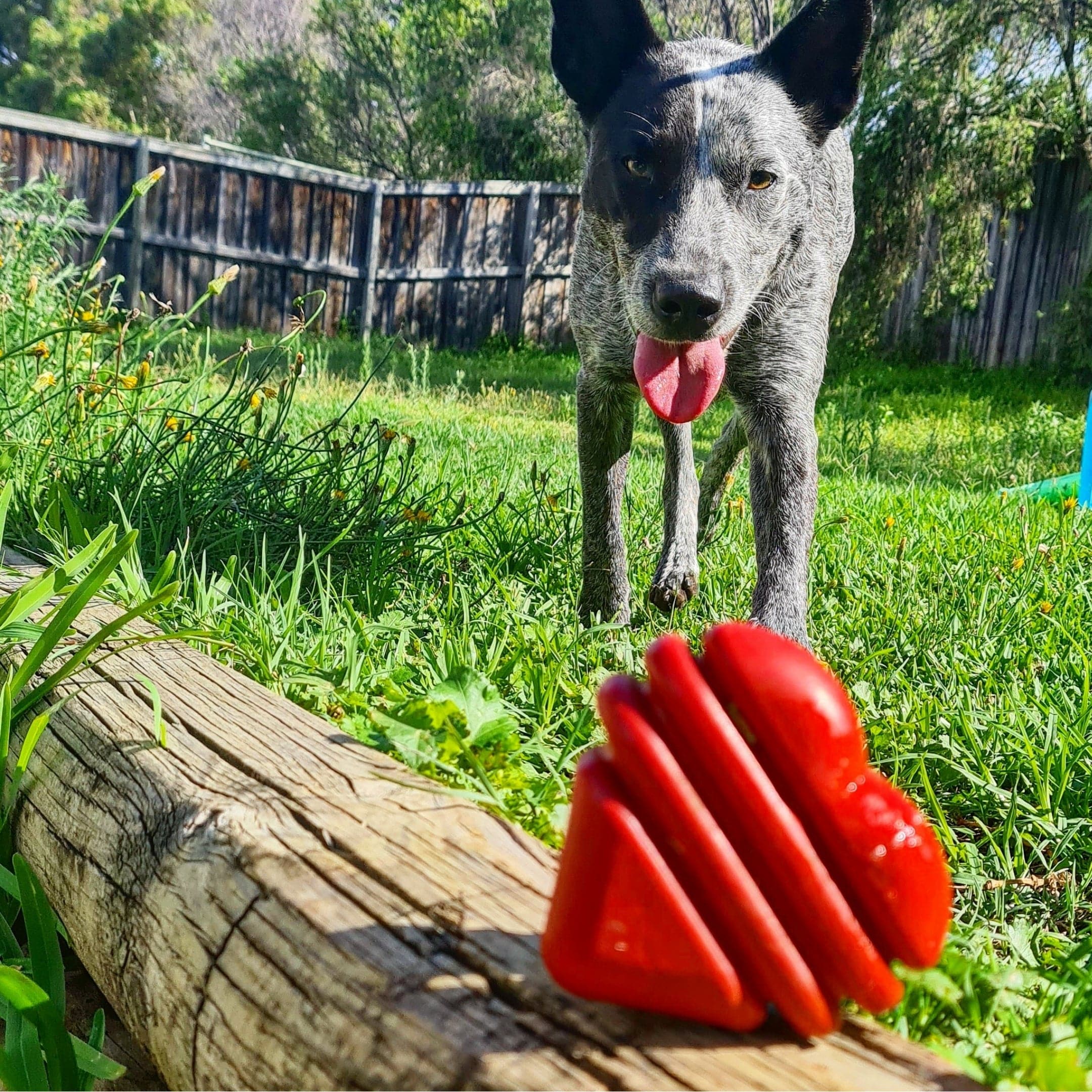 Heart On A String-Dog Toy-Rover Pet Products