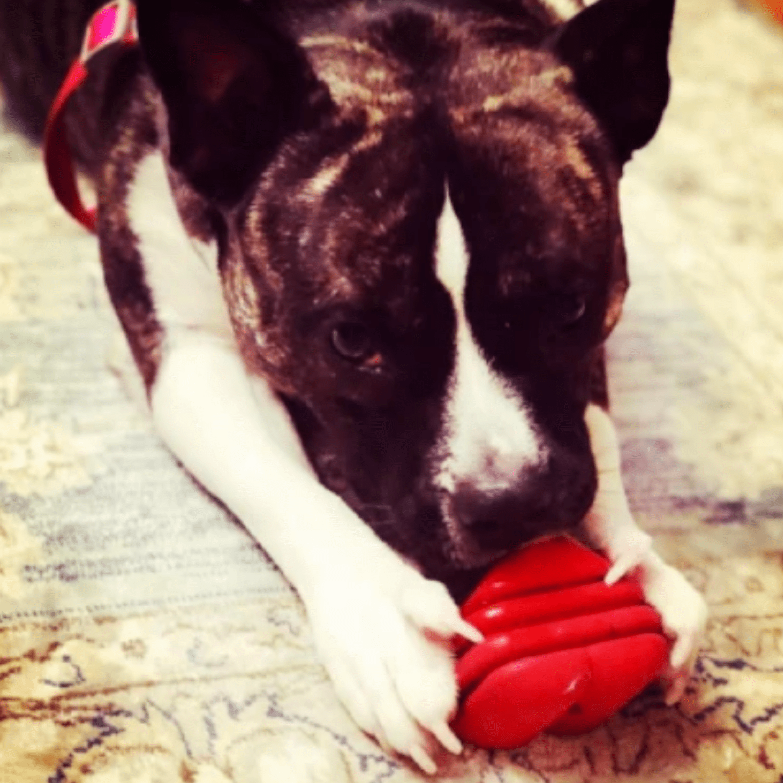 Heart On A String-Dog Toy-Rover Pet Products