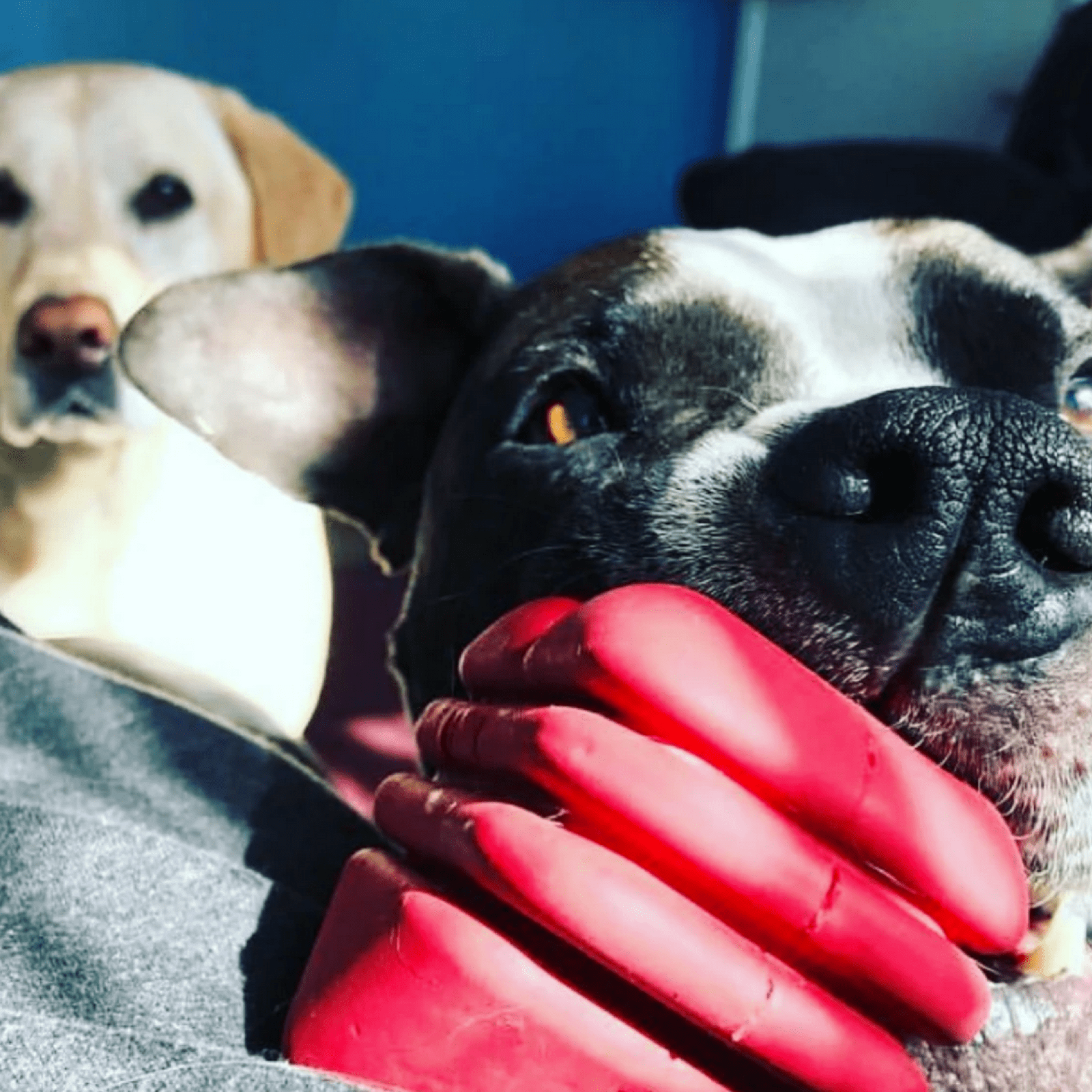 Heart On A String-Dog Toy-Rover Pet Products