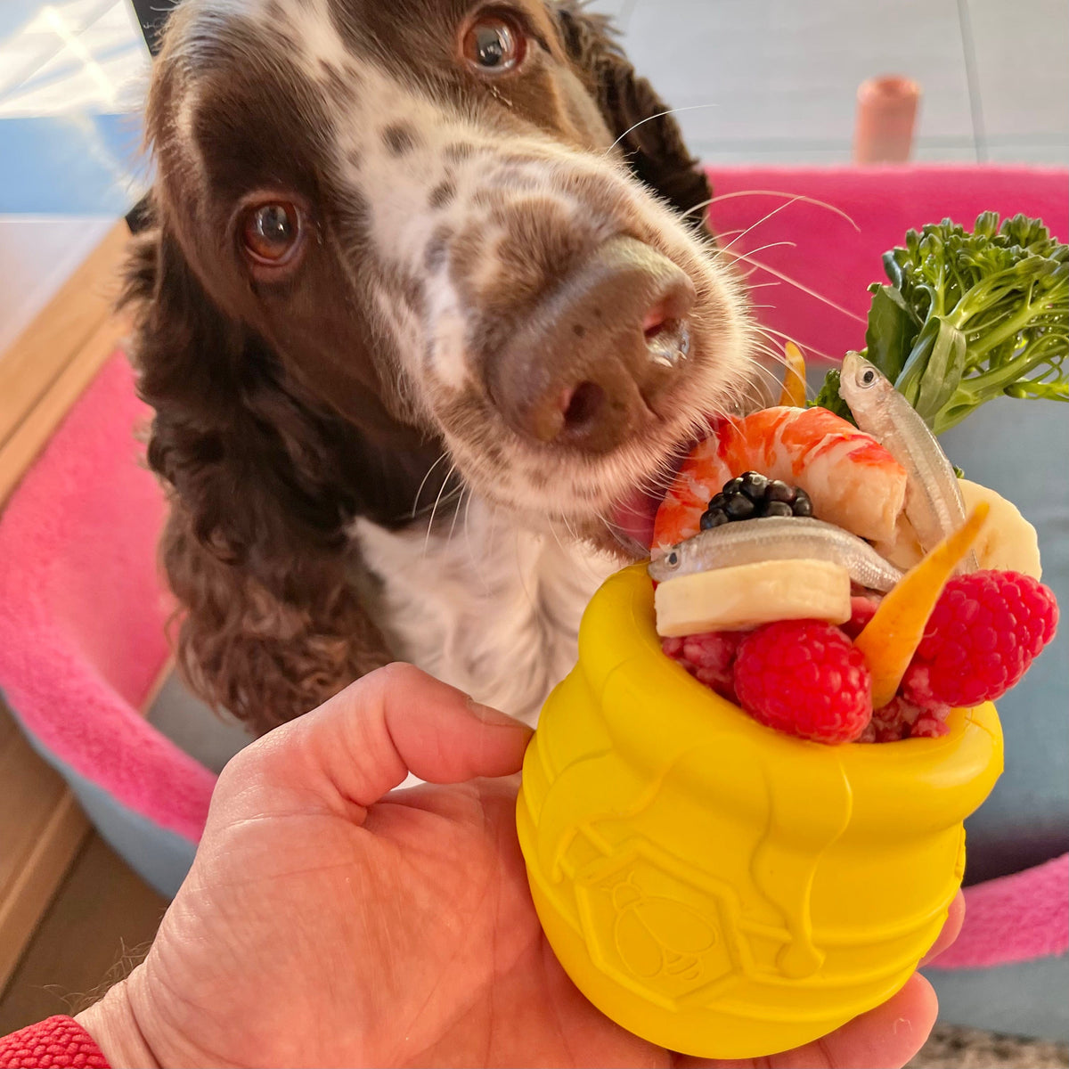 Honey Pot XL - Limited STOCK-Dog Toy-Rover Pet Products
