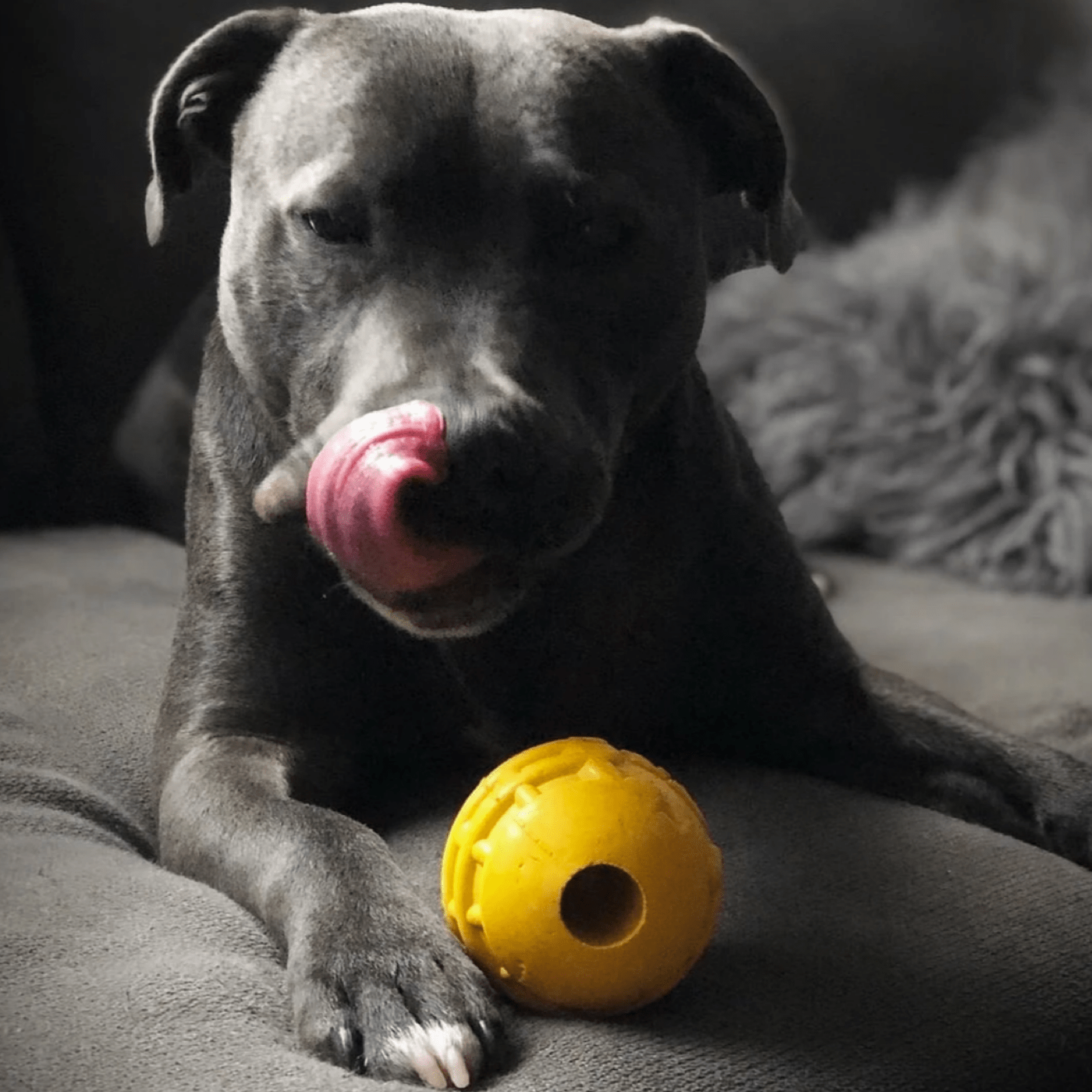 Industrial Dog Ball (Power Chewers)-Unclassified-Rover Pet Products