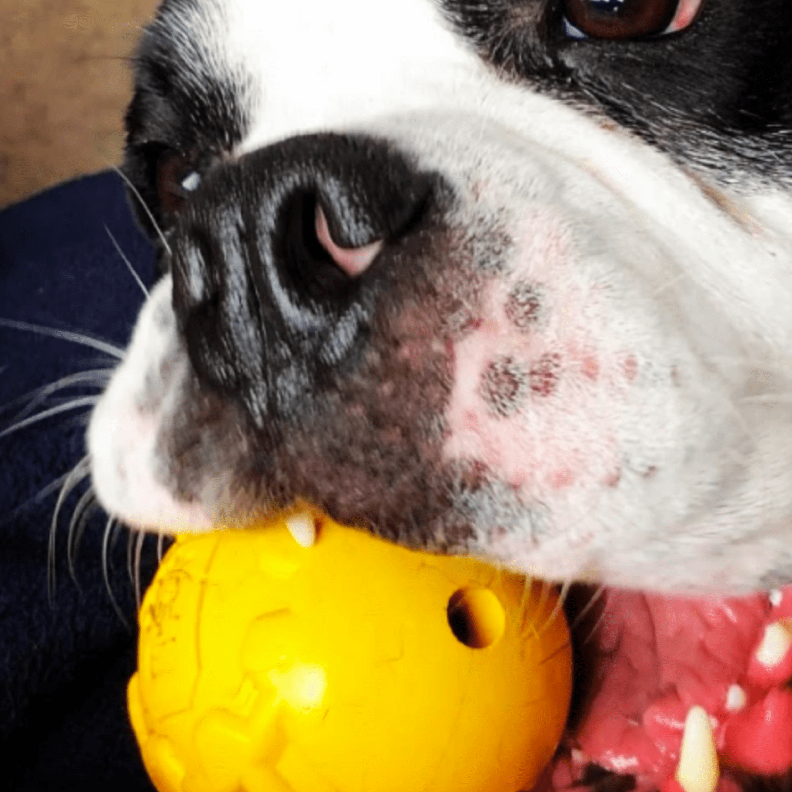 Industrial Dog Ball (Power Chewers)-Unclassified-Rover Pet Products