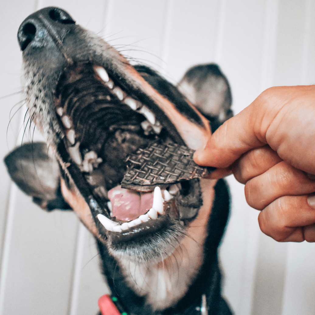 Kanga Kidney - Kangaroo Kidney-Dog Treat-Rover Pet Products