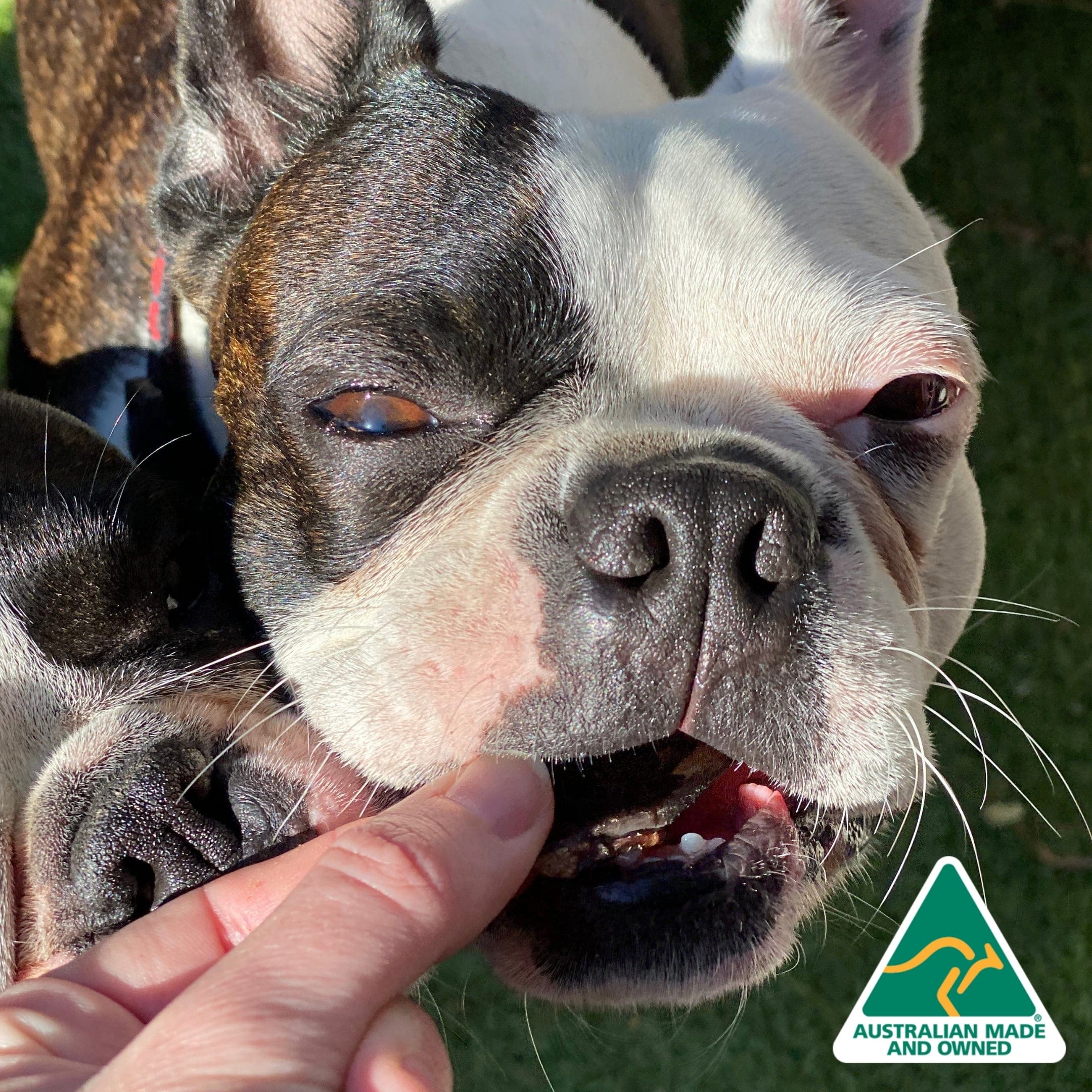 Kanga Kidney - Kangaroo Kidney-Dog Treat-Rover Pet Products