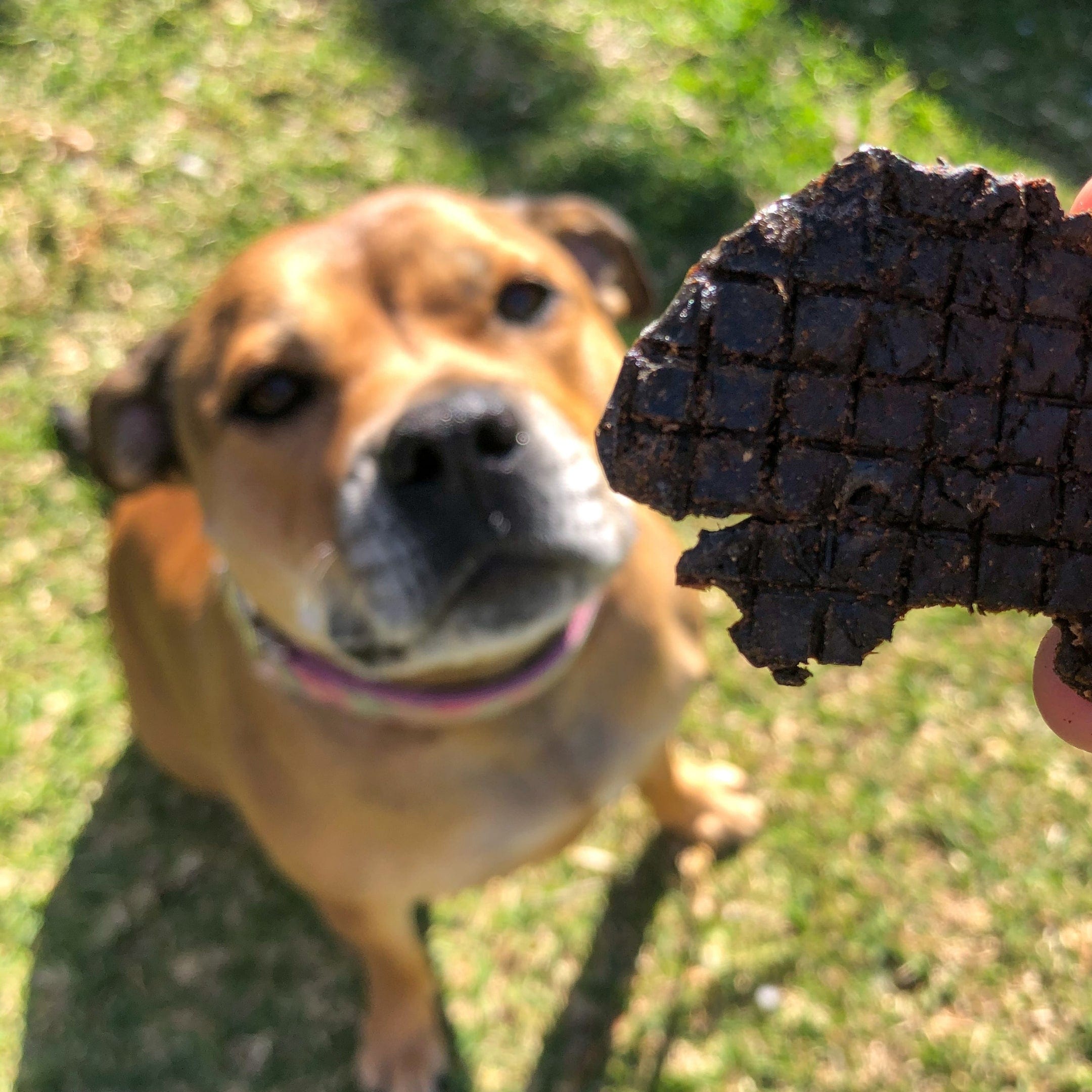 Lamb Roast - Lamb Liver-Dog Treat-Rover Pet Products