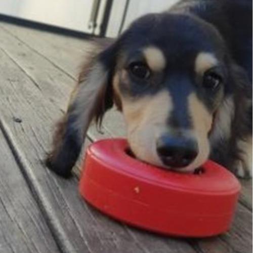 Lifesaver-Dog Toy-Rover Pet Products