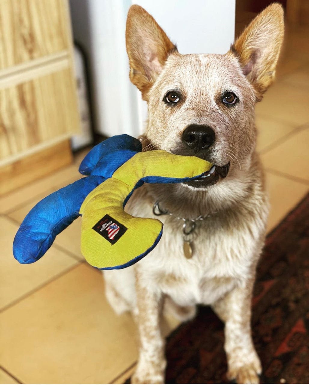 Lucky Dog Star-Rover Pet Products