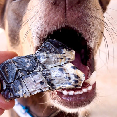 Crocodile Chips Dog Treats – Aussie, Lean & Crunchy