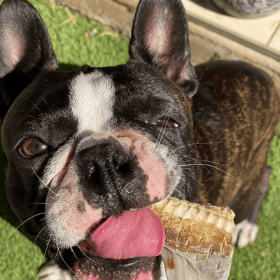 Shark Blade Dog Treats – Aussie Dental & Joint Support