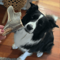 Blade Runner - Shark Blade-Dog Treat-Rover Pet Products
