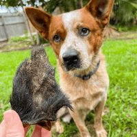 Don't Be Boaring - Boar Ears-Unclassified-Rover Pet Products