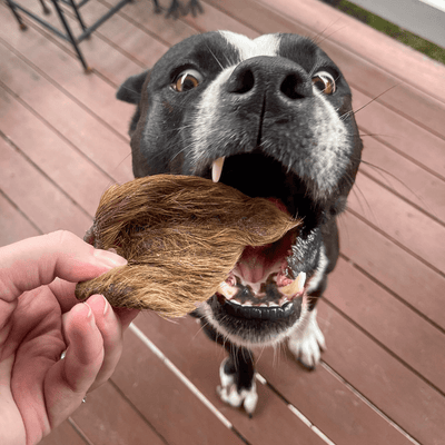 Boar Ear Chew (Fur‑On) – Aussie Dental & Gut Treat