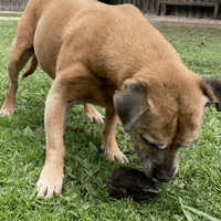 Don't Be Boaring - Boar Ears-Unclassified-Rover Pet Products