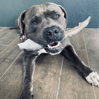 Gone Fishn' - Shark Tails-Dog Treat-Rover Pet Products
