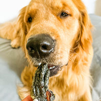 GOT CROCS-Dog Treat-Rover Pet Products