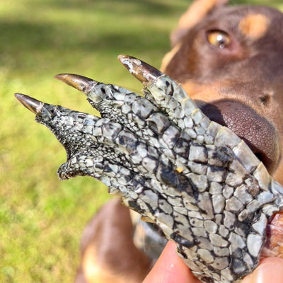 Crocodile Feet Dog Chews – Hypoallergenic & Aussie Made