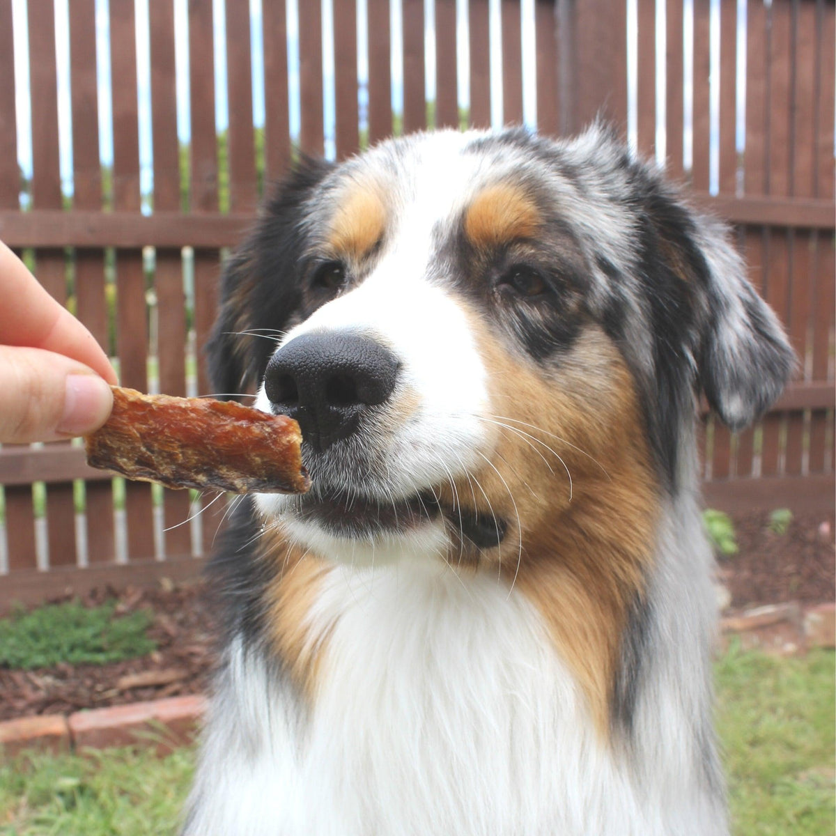 Baby Got Mack - Mackerel Bites-Dog Treat-Rover Pet Products