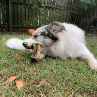 Deep Throat - Cow Trachea-Dog Treat-Rover Pet Products