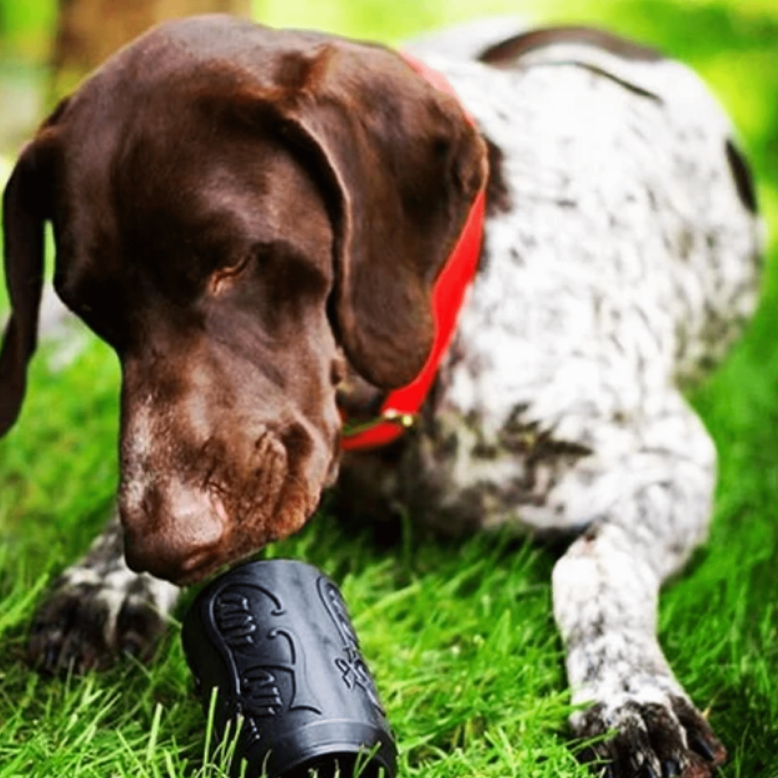 Magnum Can Toy (Power Chewers)-Dog Toy-Rover Pet Products