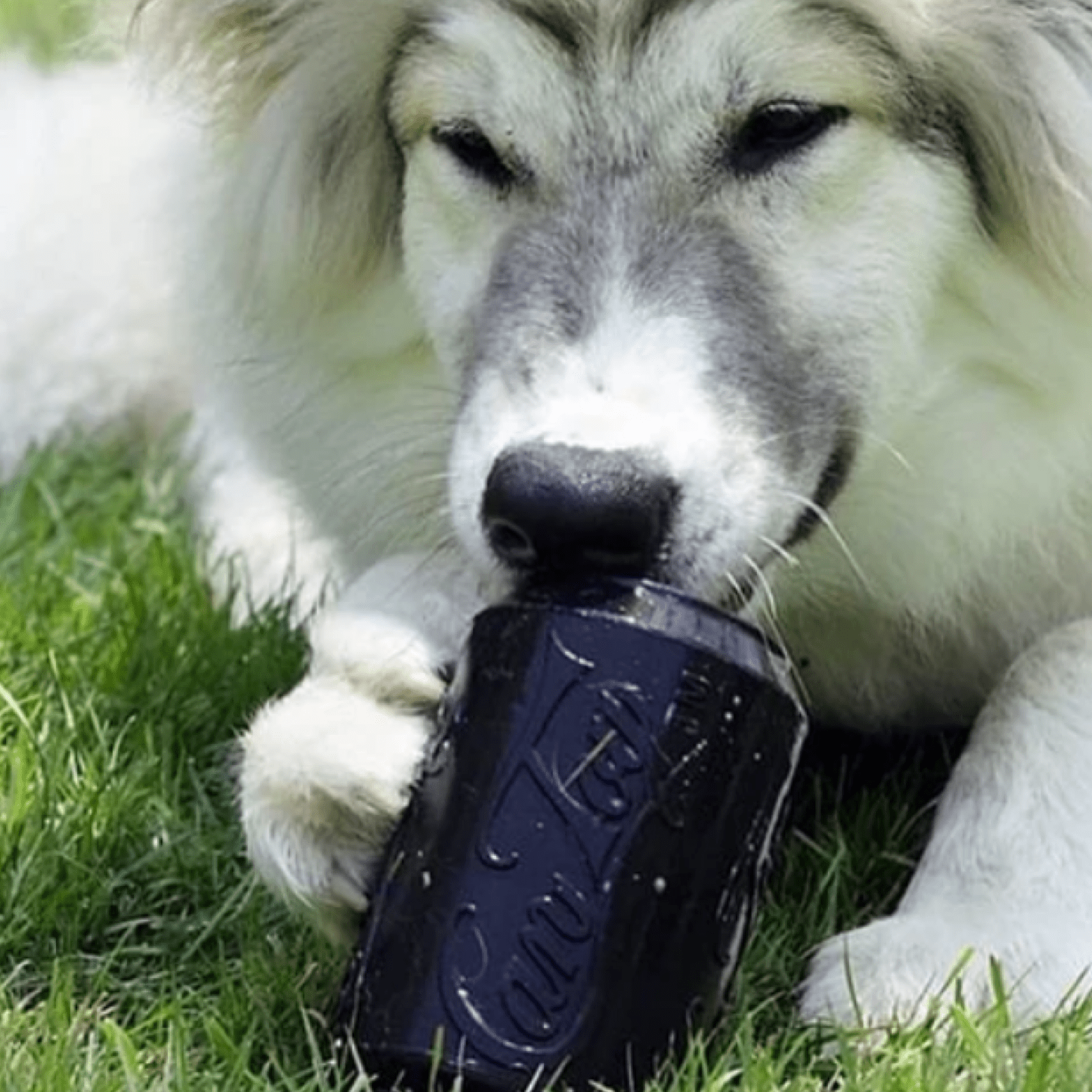 Magnum Can Toy (Power Chewers)-Dog Toy-Rover Pet Products