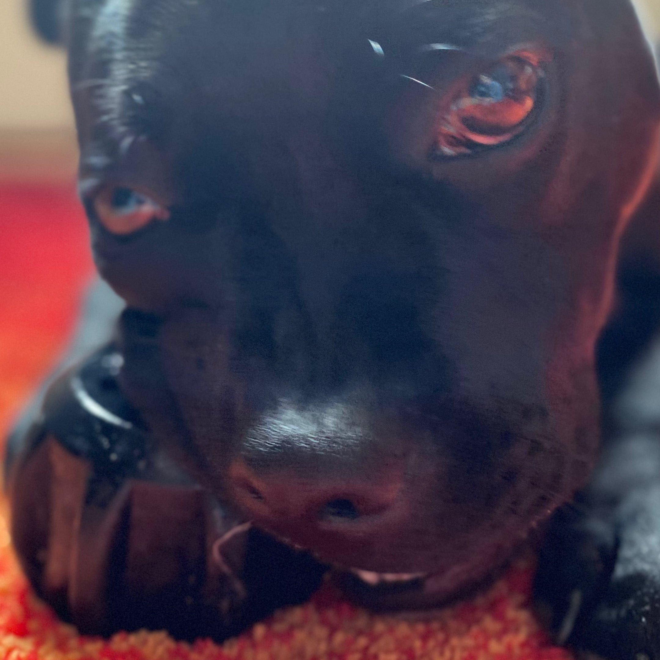 Magnum Gear-Dog Toy-Rover Pet Products