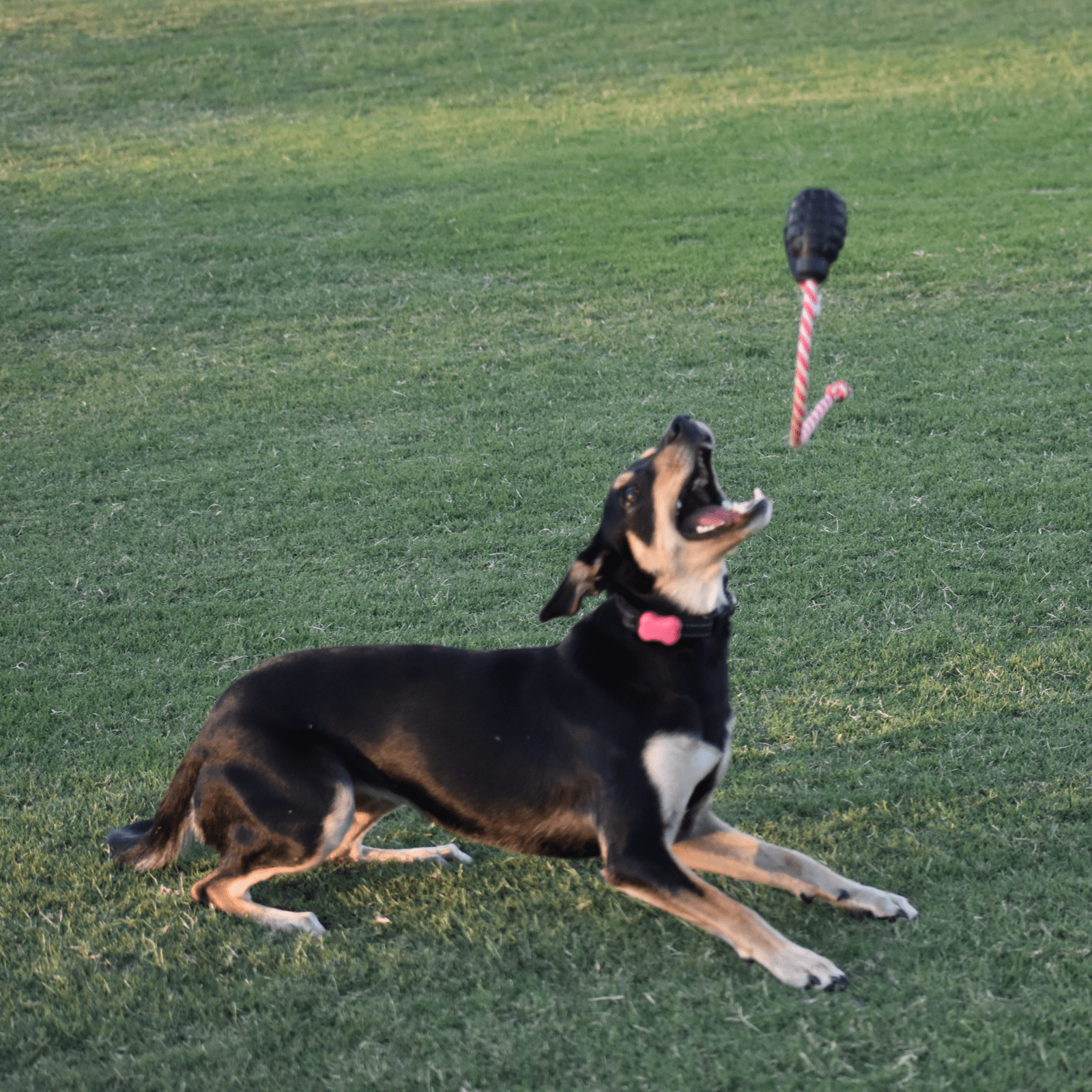 Magnum Grenade Reward Toy (Power Chewers)-Dog Toy-Rover Pet Products