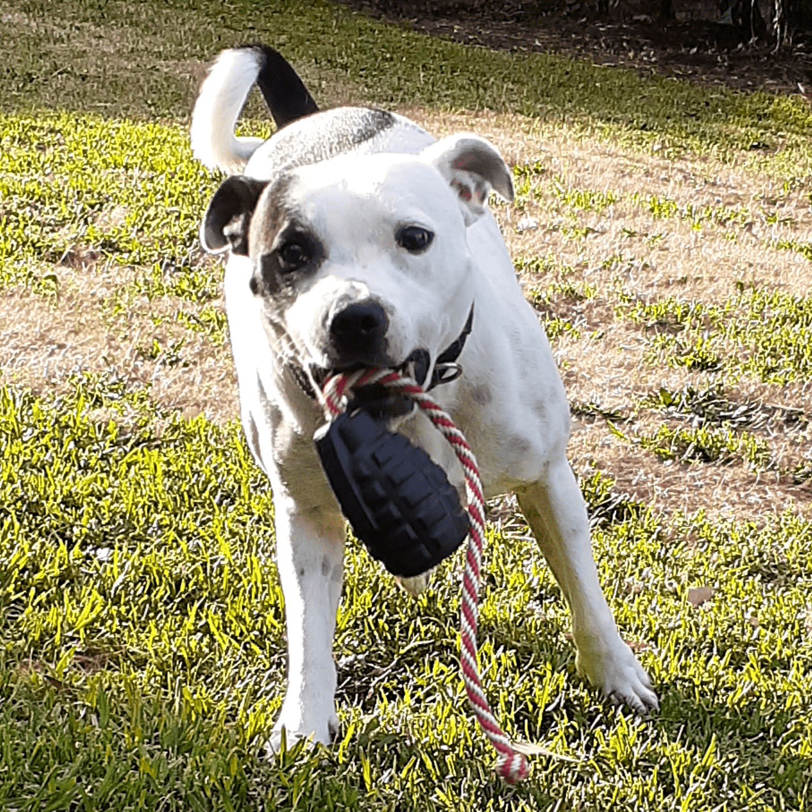 Magnum Grenade Reward Toy (Power Chewers)-Dog Toy-Rover Pet Products