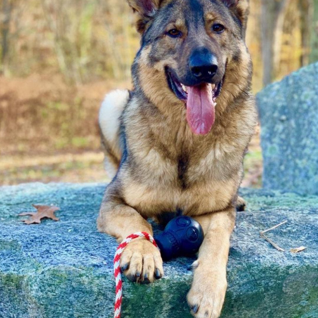 Magnum Skull Reward Toy-Dog Toy-Rover Pet Products