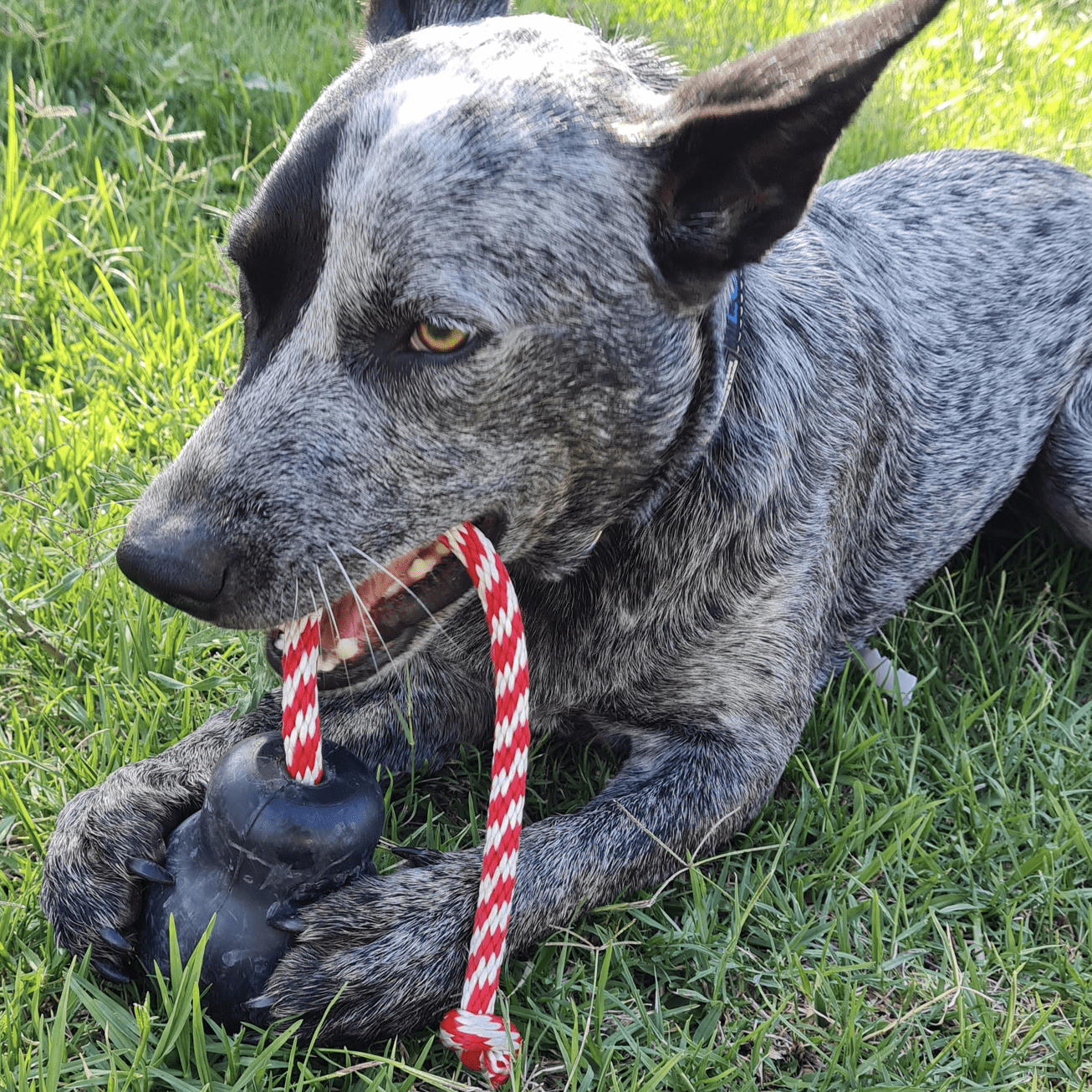 Magnum Skull Reward Toy-Dog Toy-Rover Pet Products