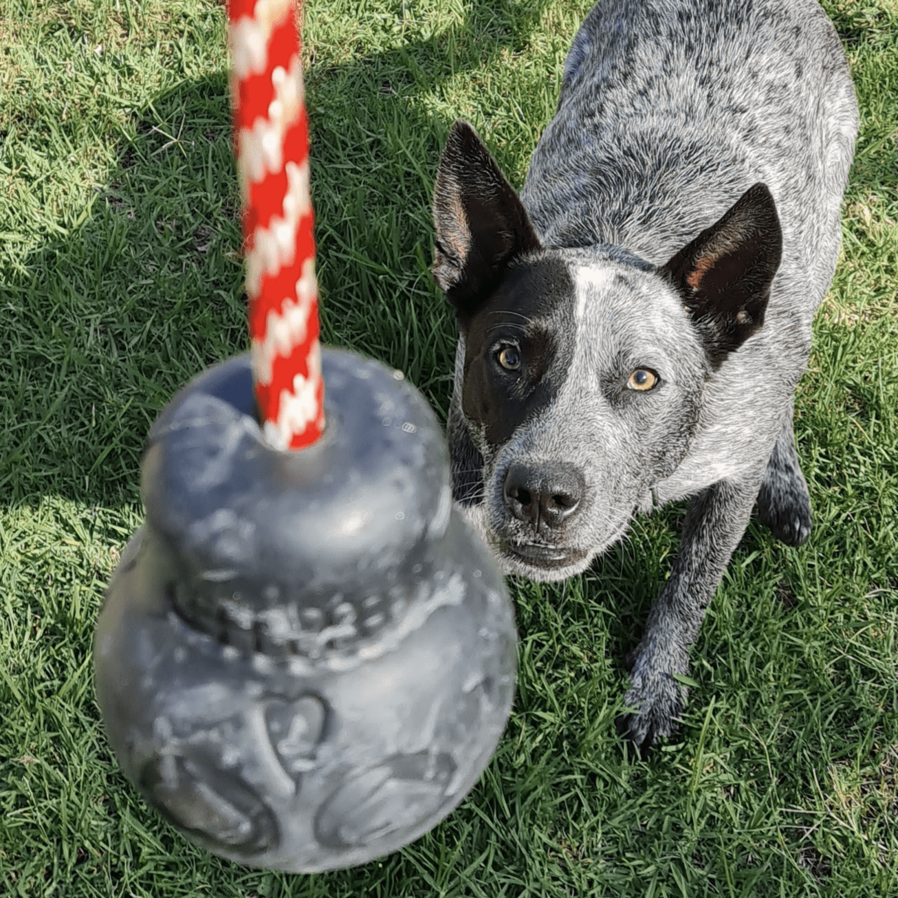 Magnum Skull Reward Toy-Dog Toy-Rover Pet Products