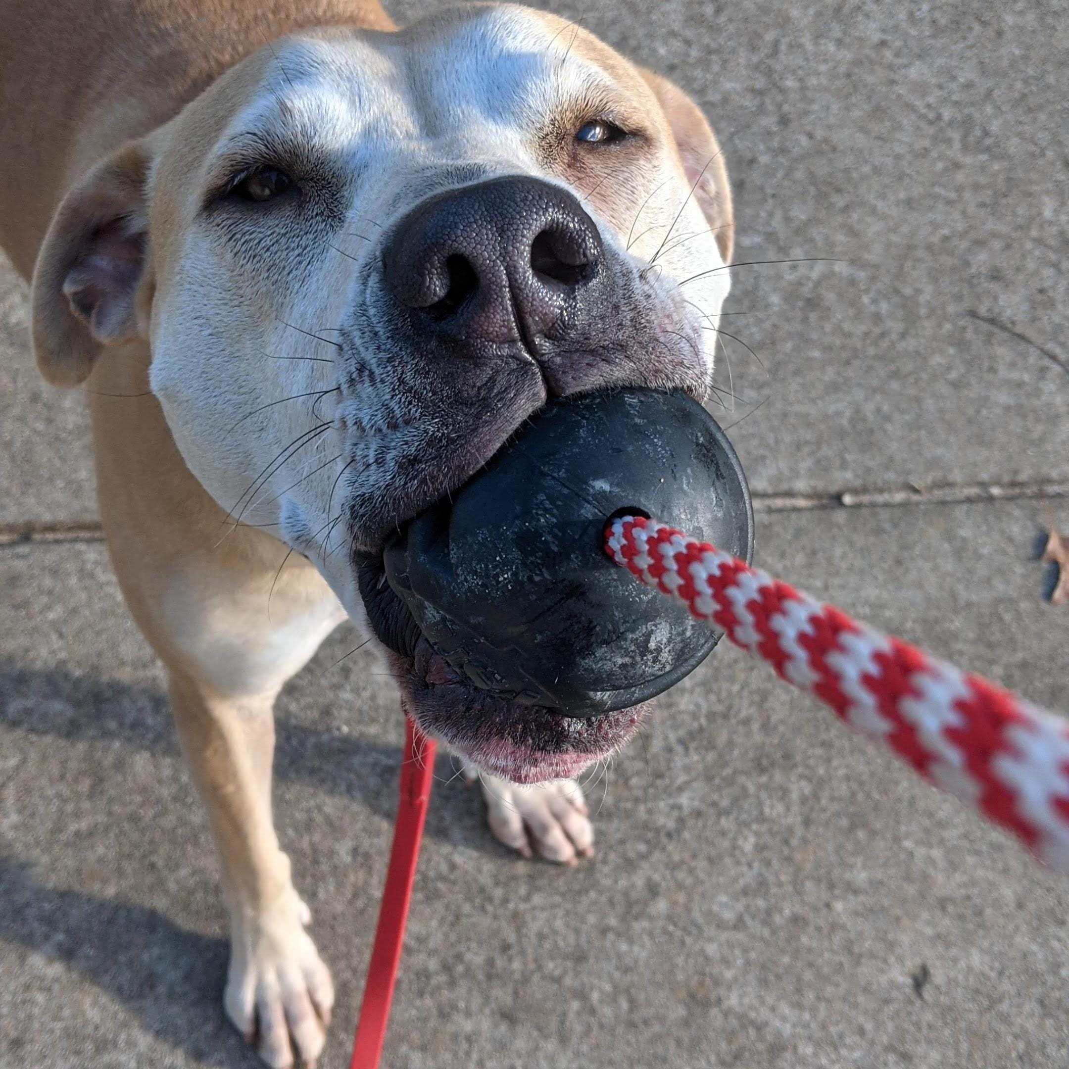 Magnum Stars & Stripes Ball Reward Toy-Dog Toy-Rover Pet Products