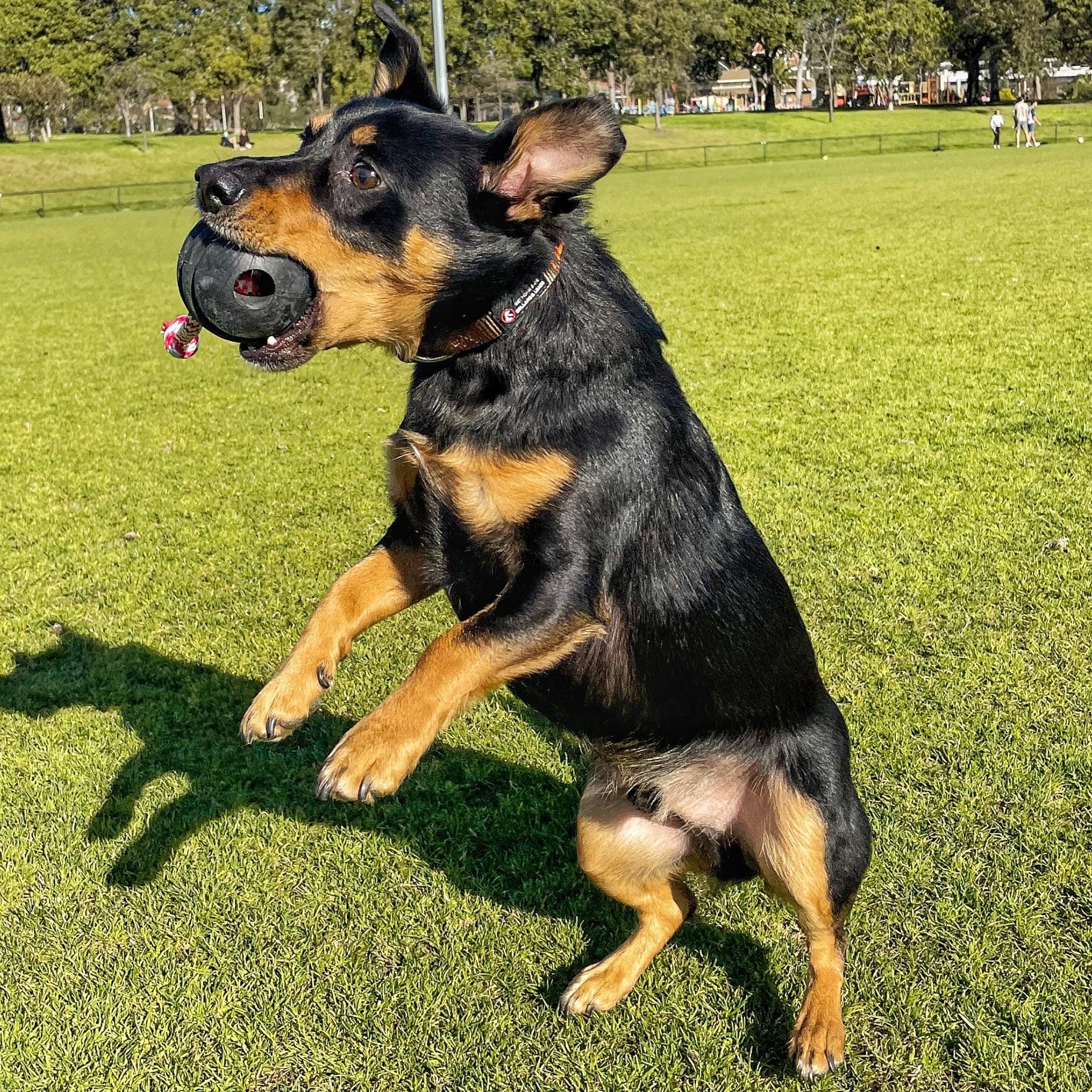 Magnum Stars & Stripes Ball Reward Toy-Dog Toy-Rover Pet Products