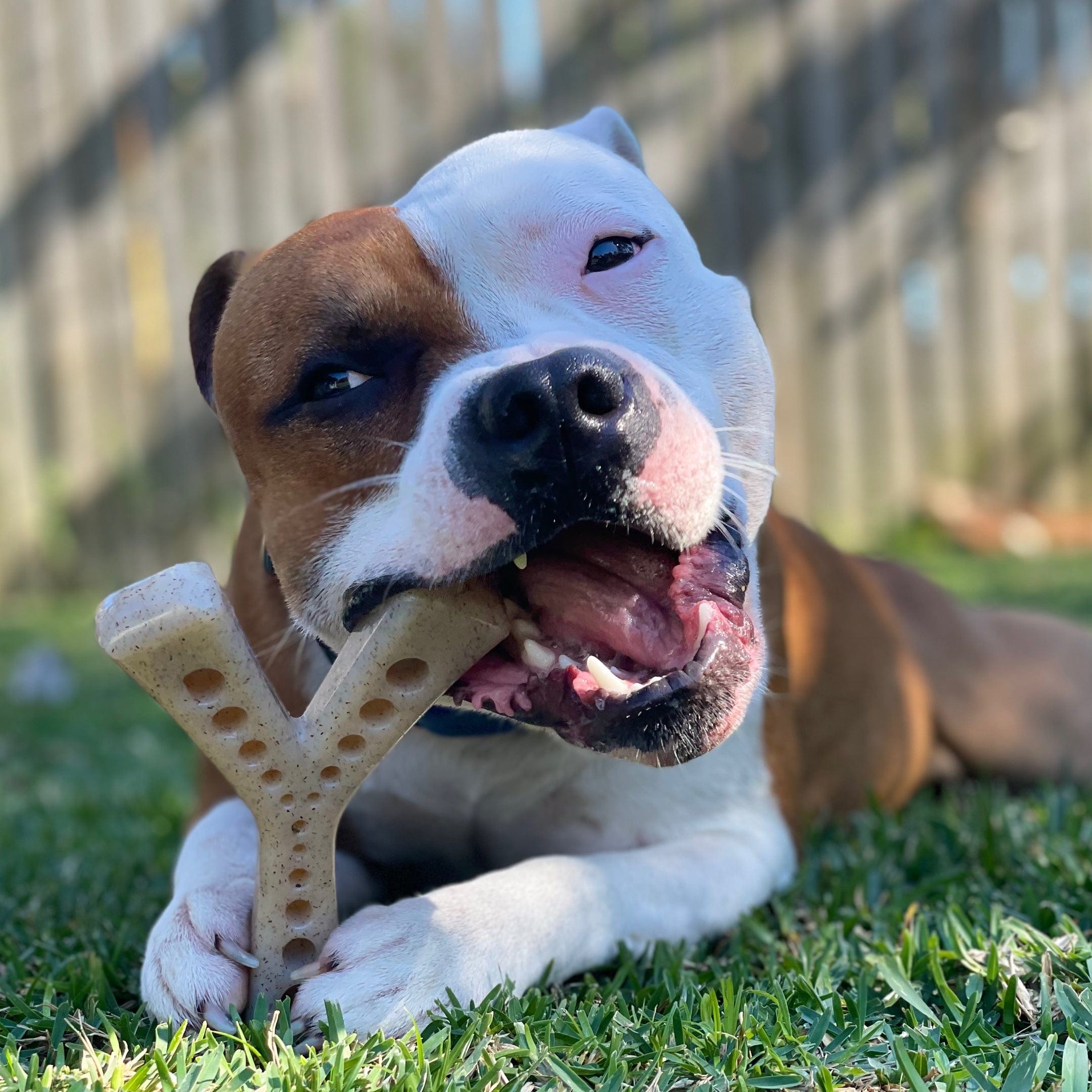 MOD Nylon Wish Bone-Dog Toy-Rover Pet Products