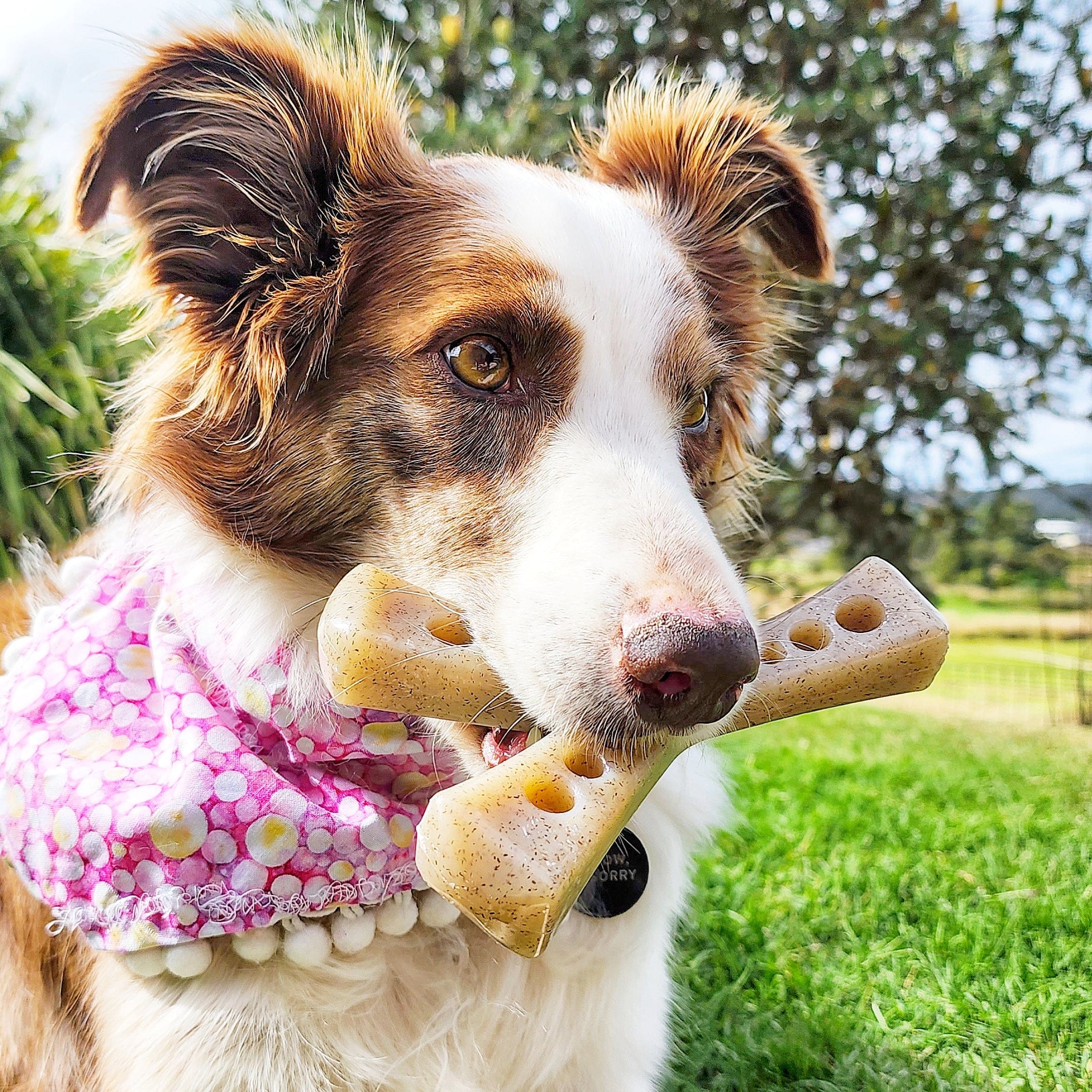 MOD Nylon Wish Bone-Dog Toy-Rover Pet Products