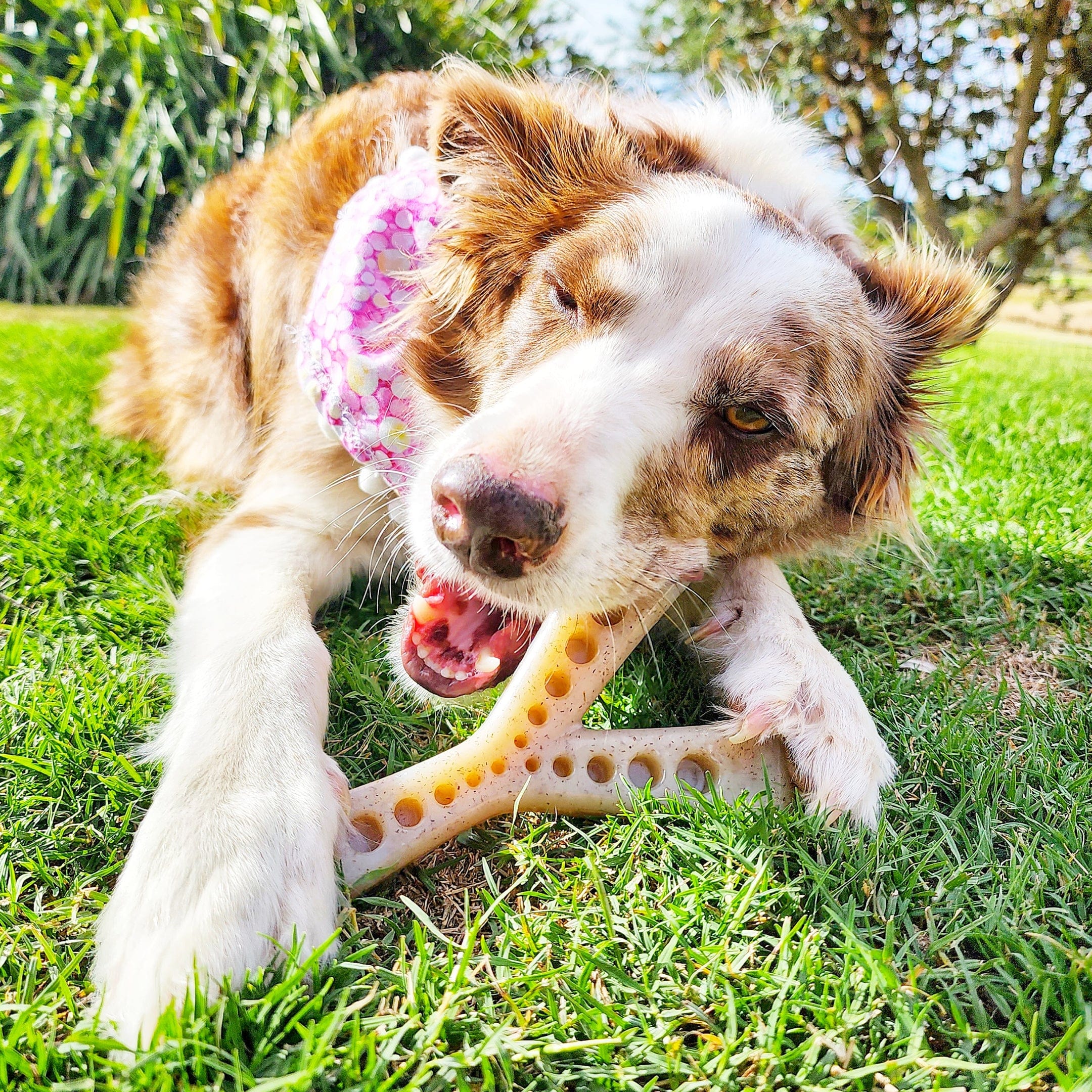 MOD Nylon Wish Bone-Dog Toy-Rover Pet Products