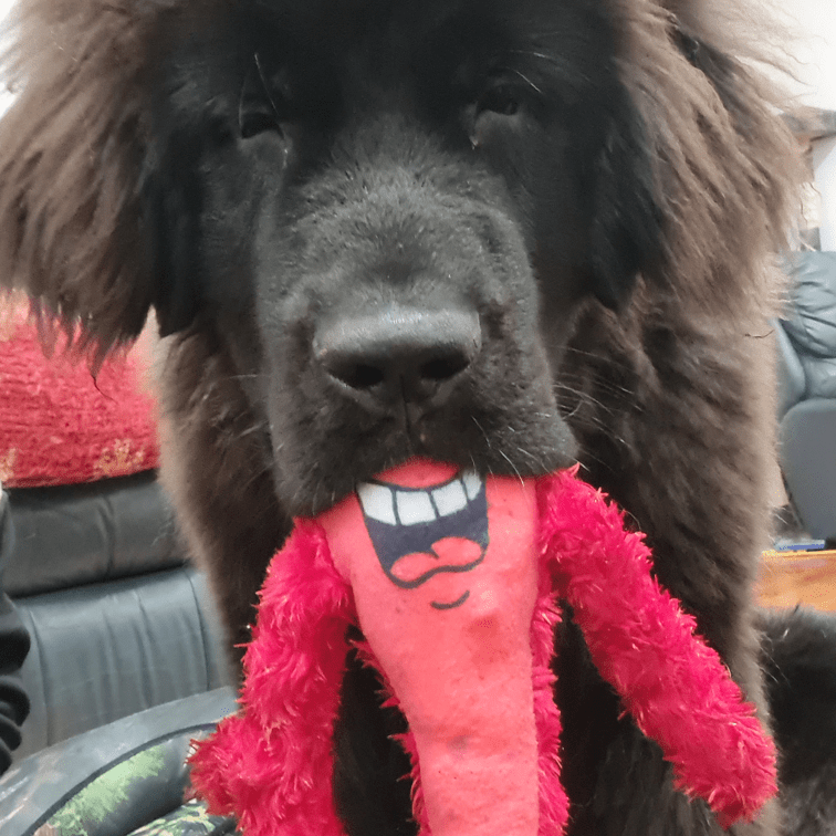 Nuggle larry The Lobster-Unclassified-Rover Pet Products