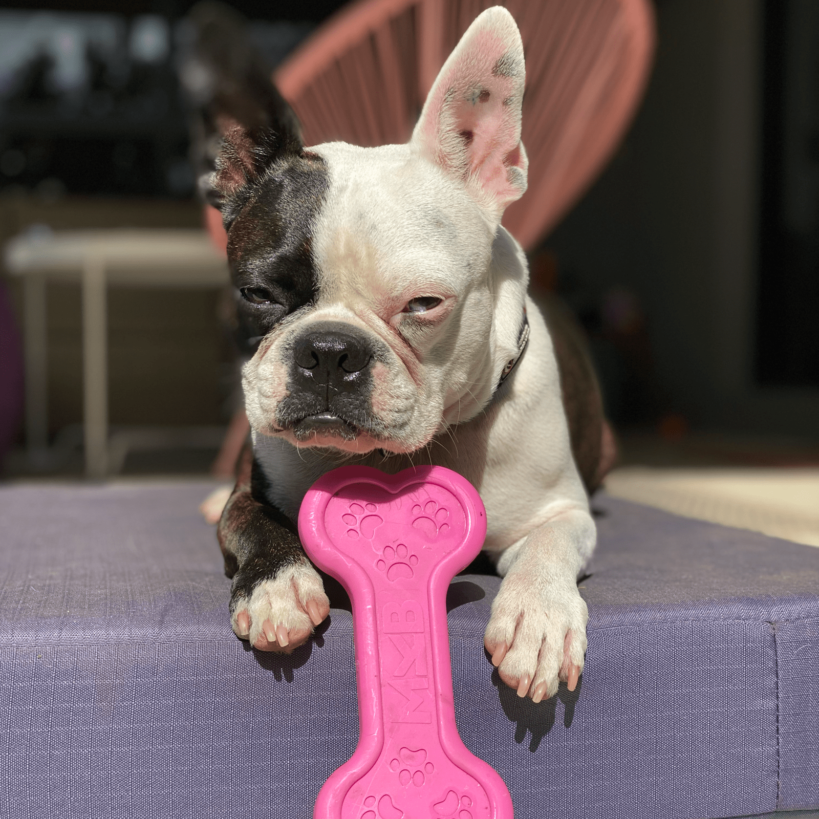 Nylon Bone-Unclassified-Rover Pet Products