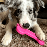 Nylon Bone-Unclassified-Rover Pet Products