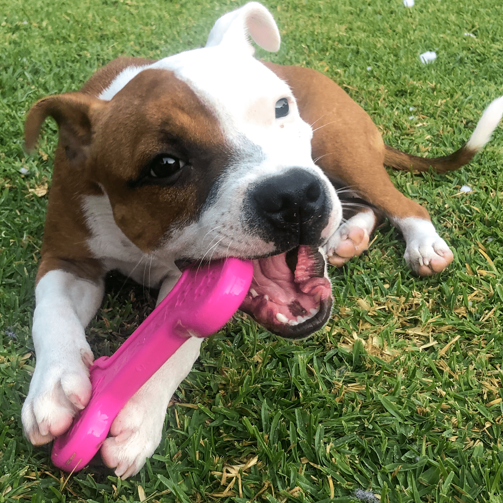 Nylon Bone-Unclassified-Rover Pet Products