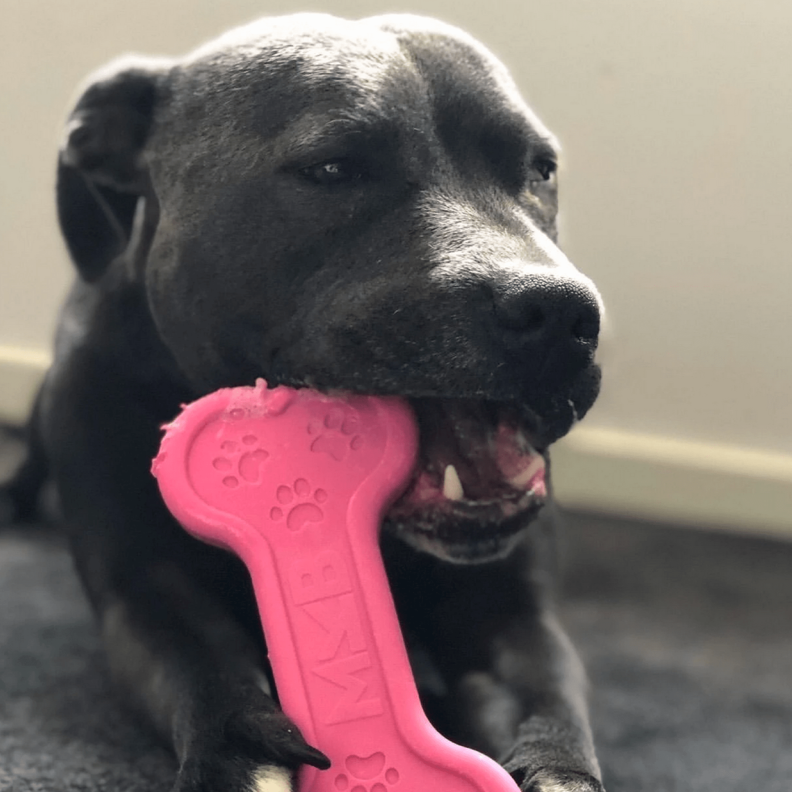 Nylon Bone-Unclassified-Rover Pet Products