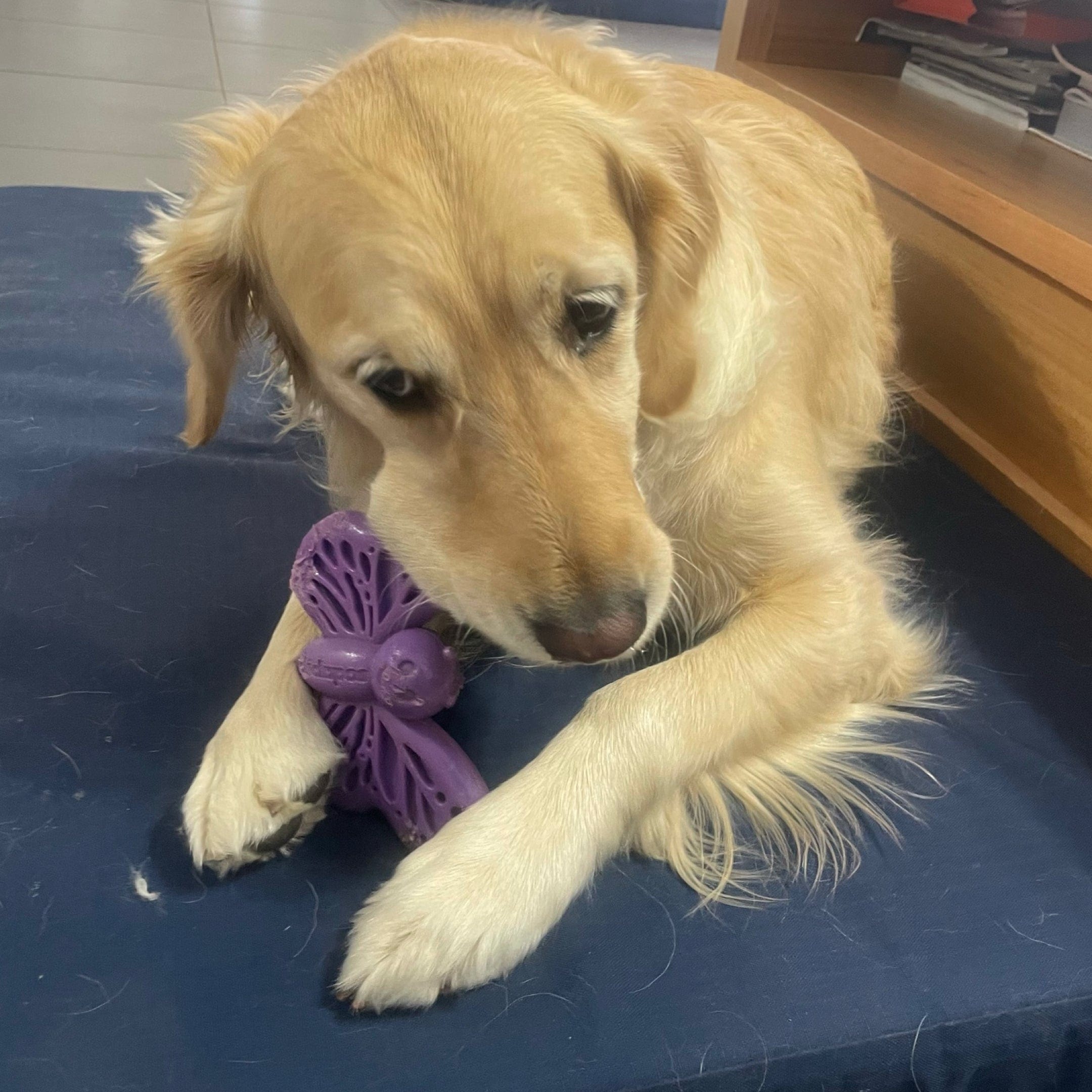 Nylon Butterfly-Unclassified-Rover Pet Products