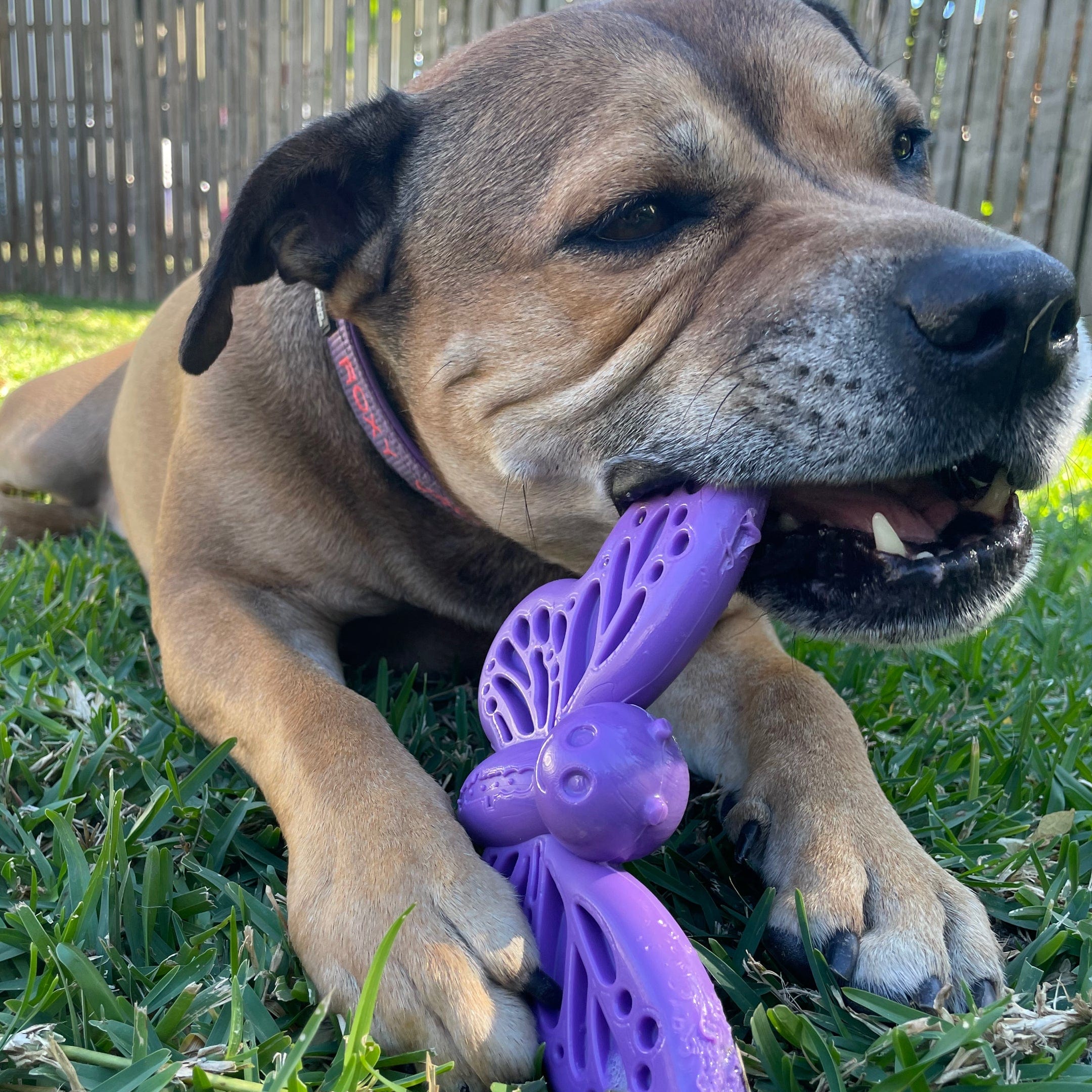 Nylon Butterfly-Unclassified-Rover Pet Products