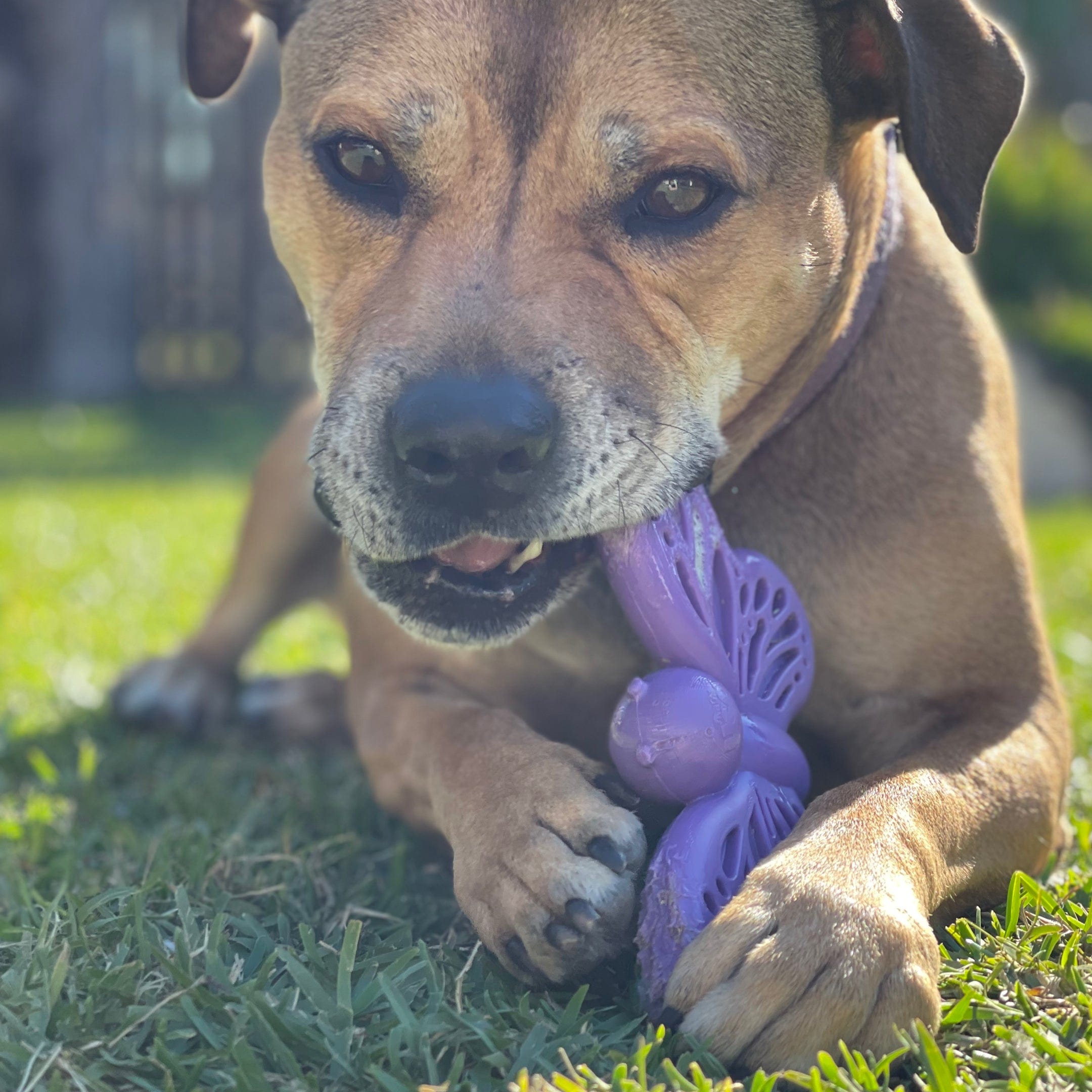 Nylon Butterfly-Unclassified-Rover Pet Products