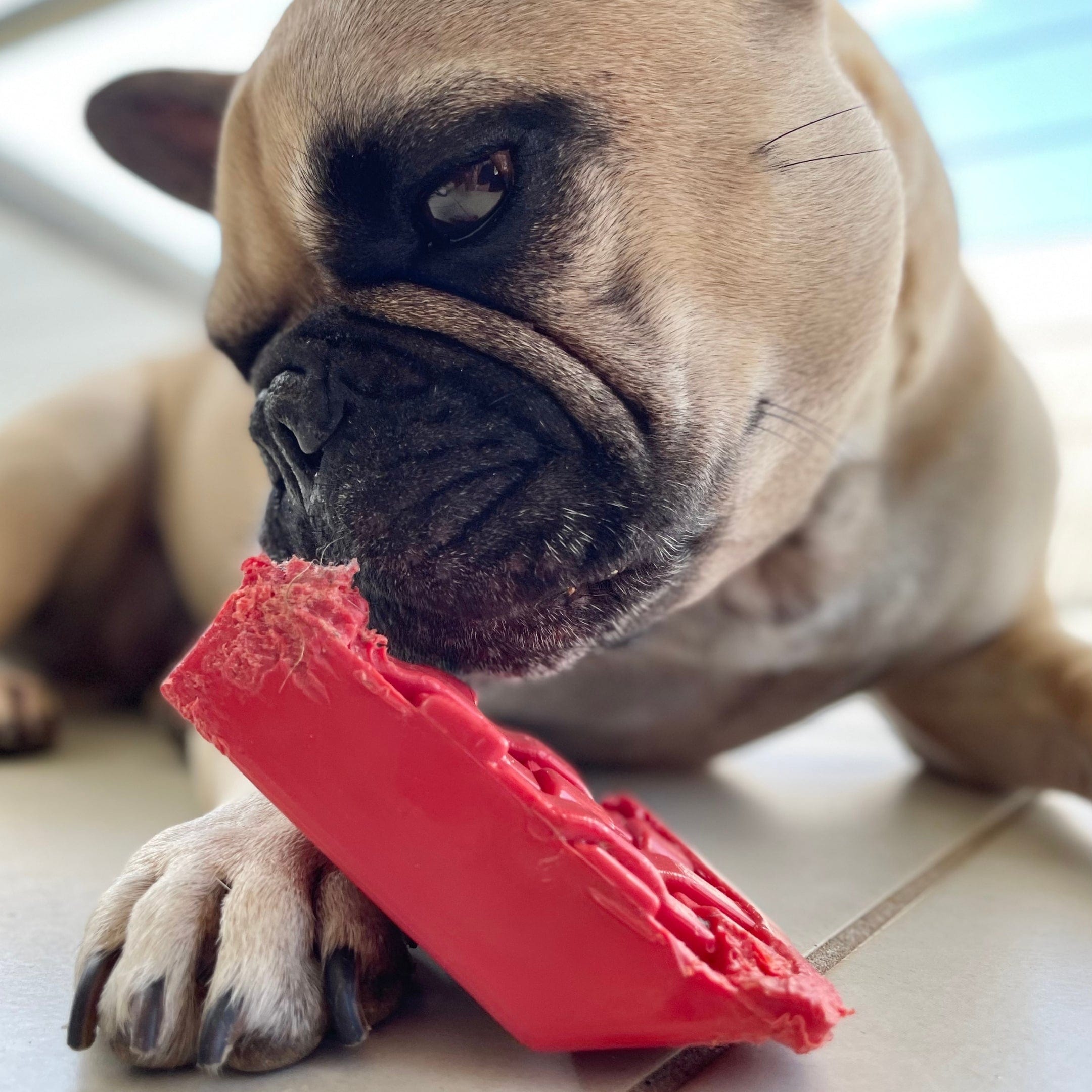 Nylon Cherry Pie-Dog Toy-Rover Pet Products