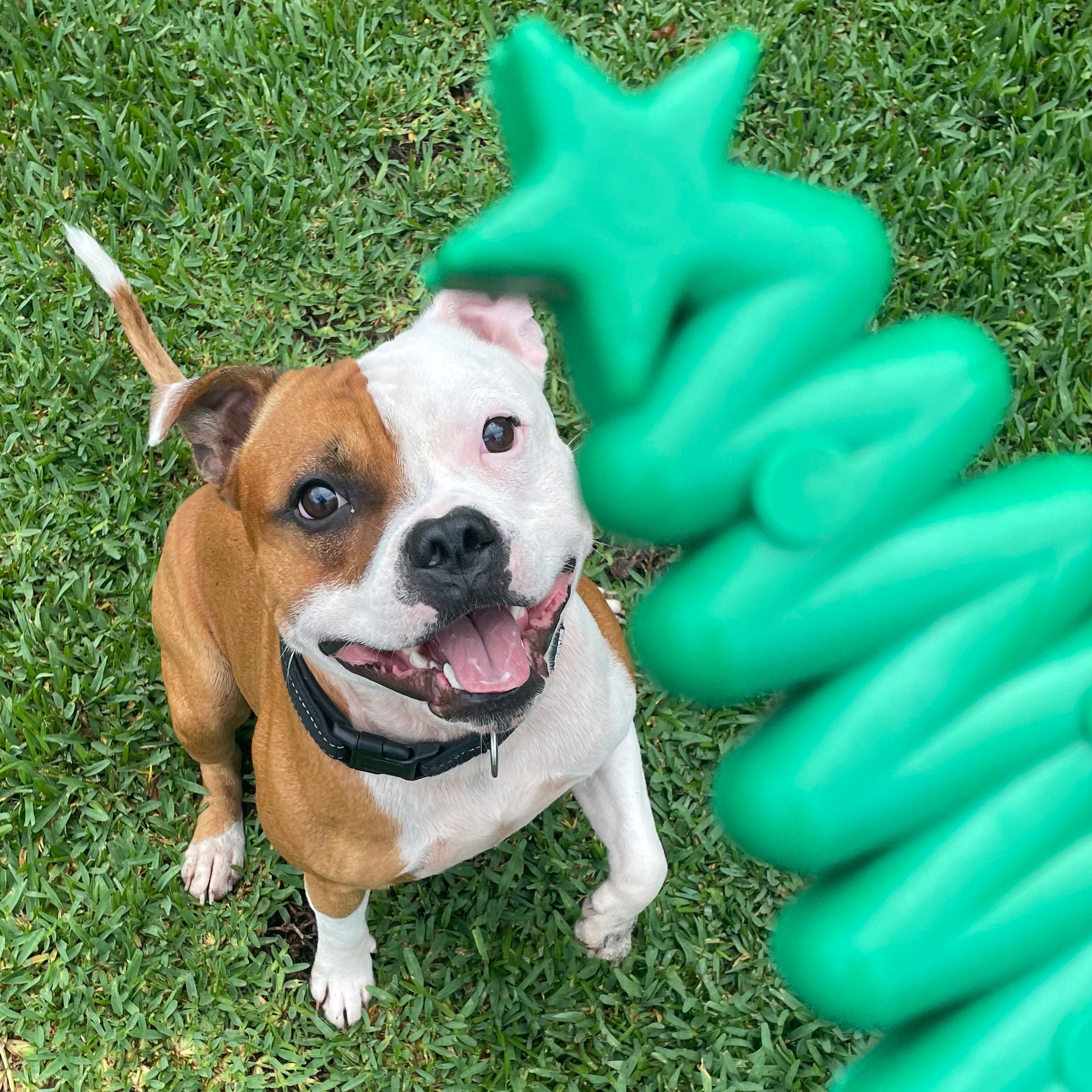 Nylon Christmas Tree-Dog Toy-Rover Pet Products