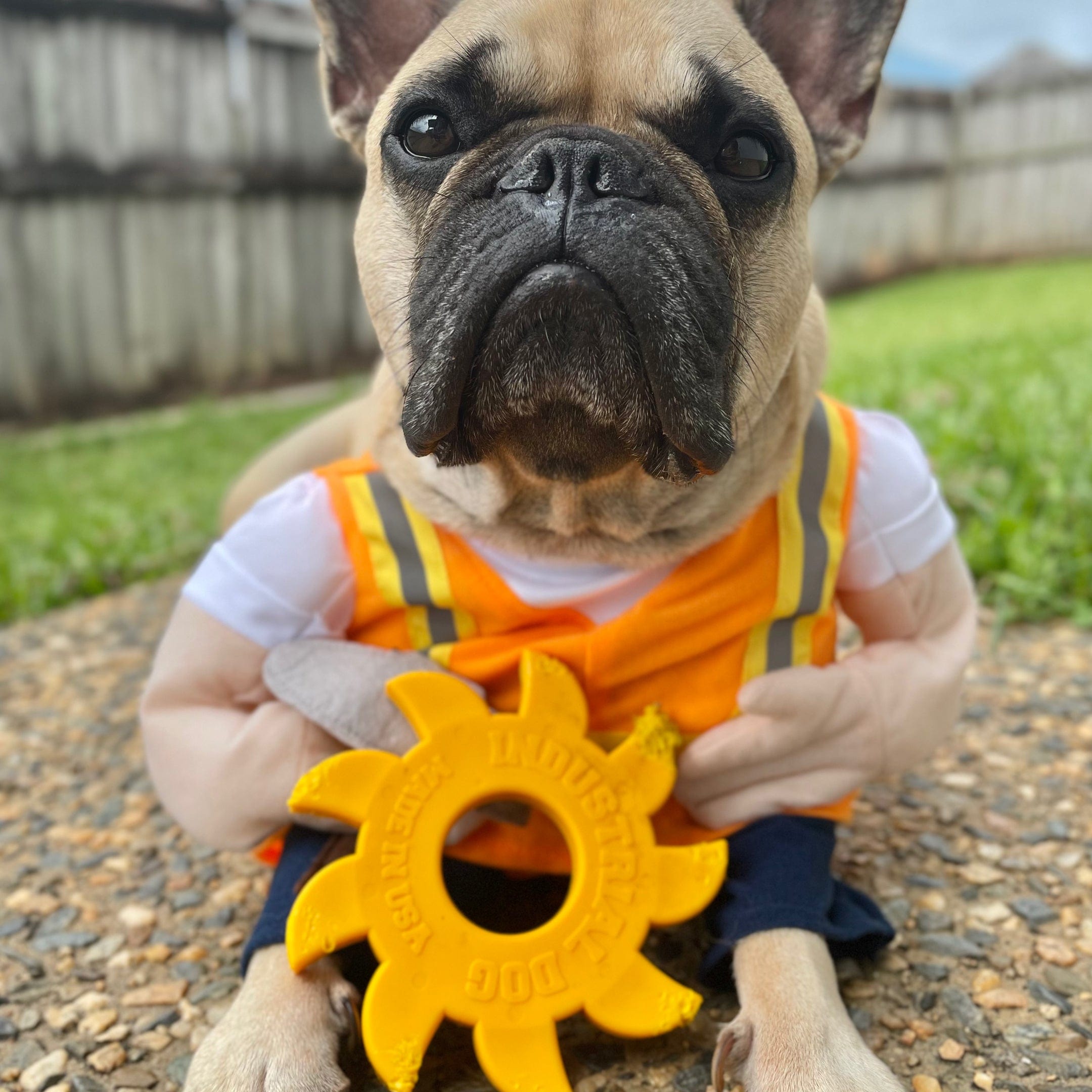 Nylon Circular Saw-Dog Toy-Rover Pet Products