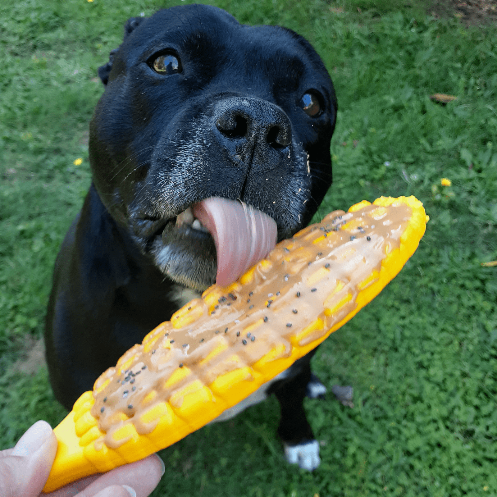 Nylon Corn On The Cob-Chew Toy-Rover Pet Products